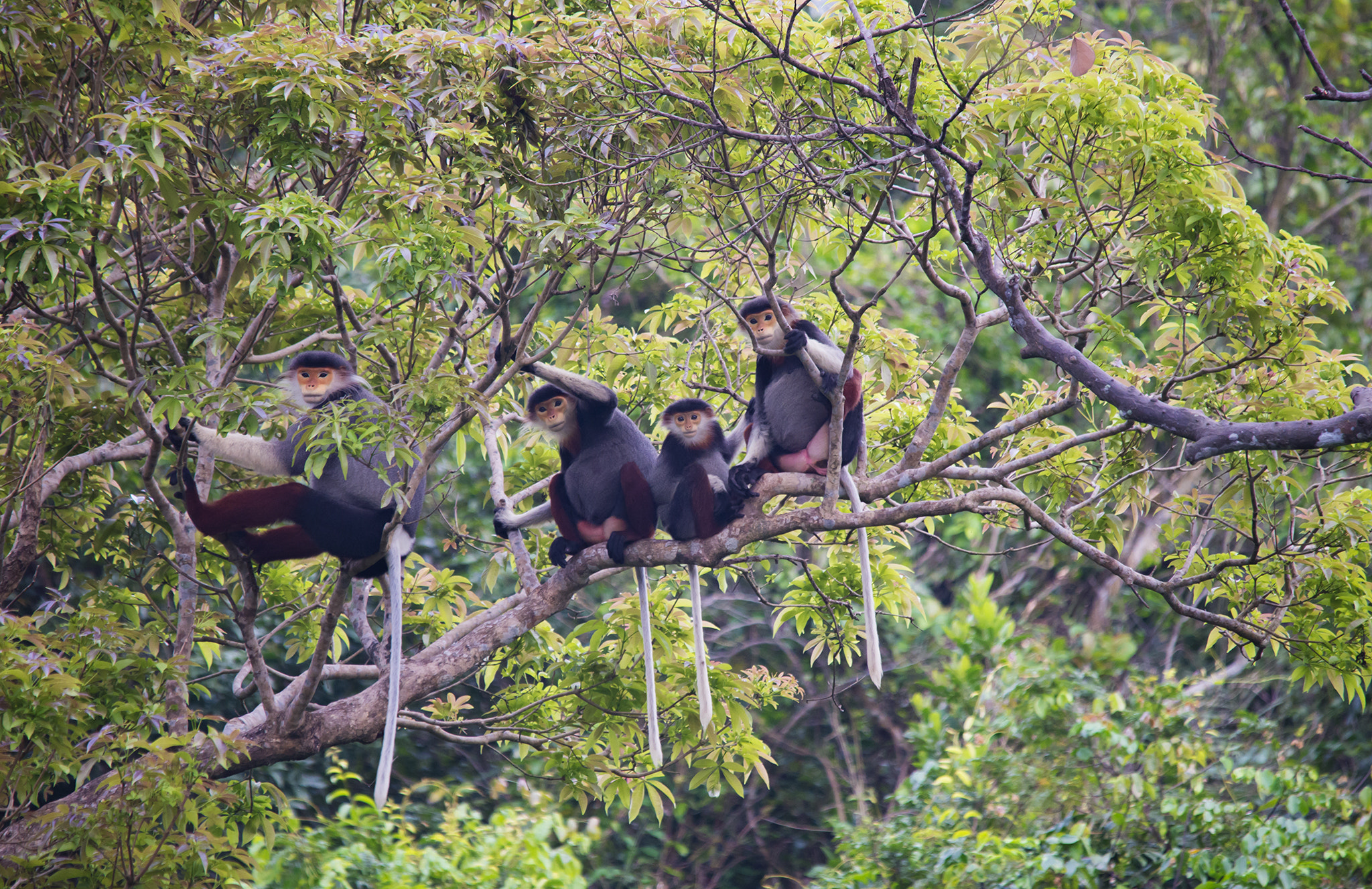 Nikon D610 + Sigma 150-500mm F5-6.3 DG OS HSM sample photo. Red-shanked douc langur photography