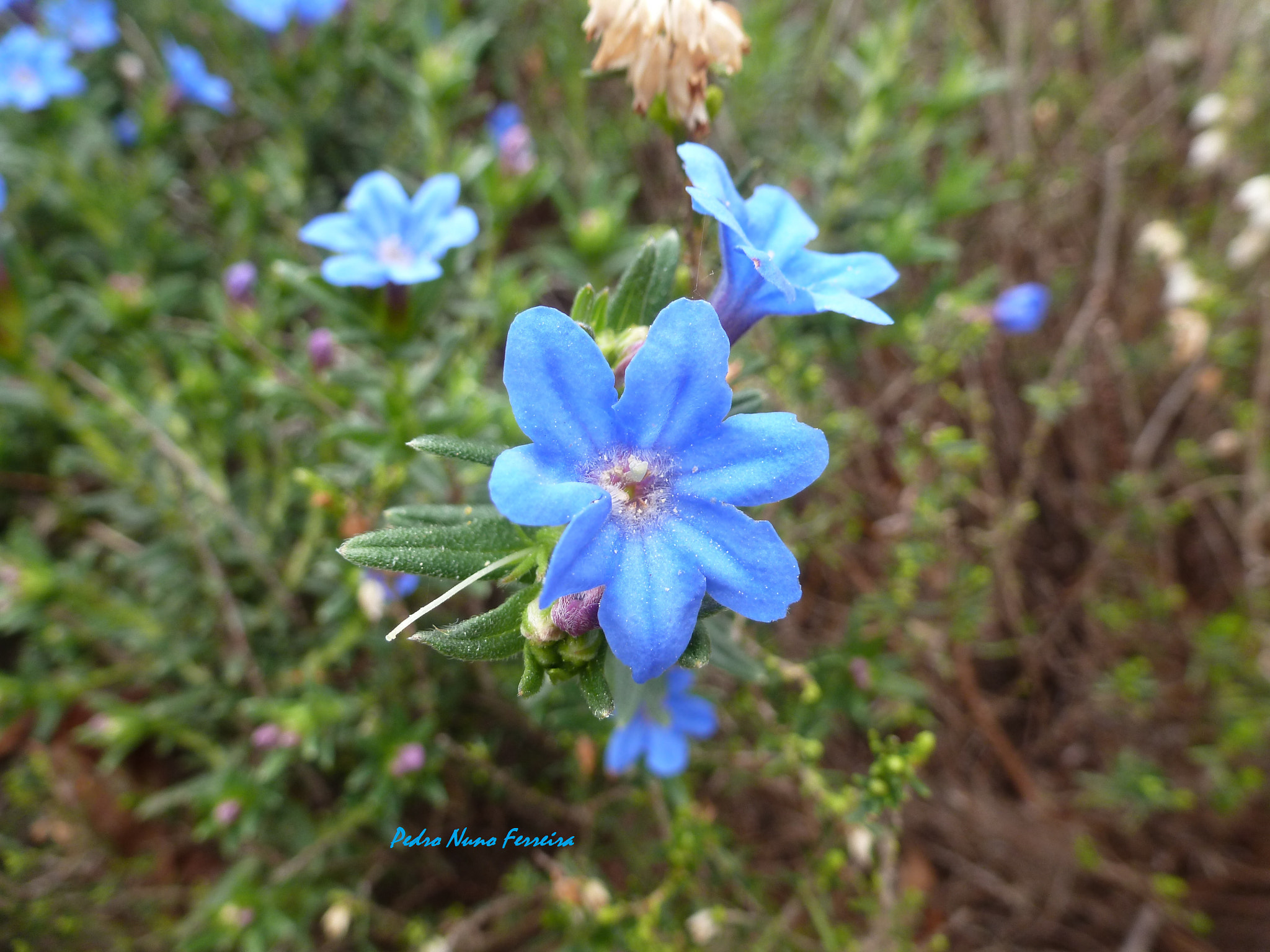 Panasonic Lumix DMC-ZS8 (Lumix DMC-TZ18) sample photo. Lithodora prostata prostata - endemic n. portugal photography