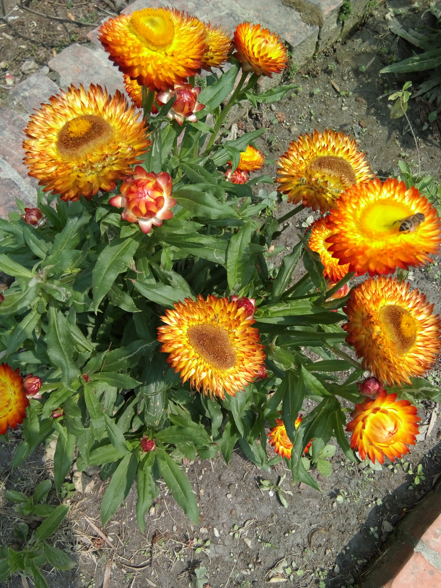 GIONEE F103 Pro sample photo