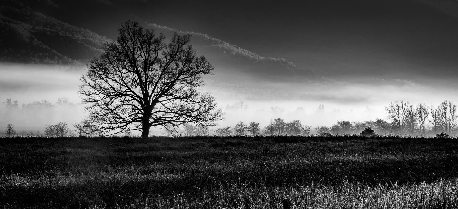 Sony a7R + Sony FE 70-200mm F4 G OSS sample photo. The tree photography