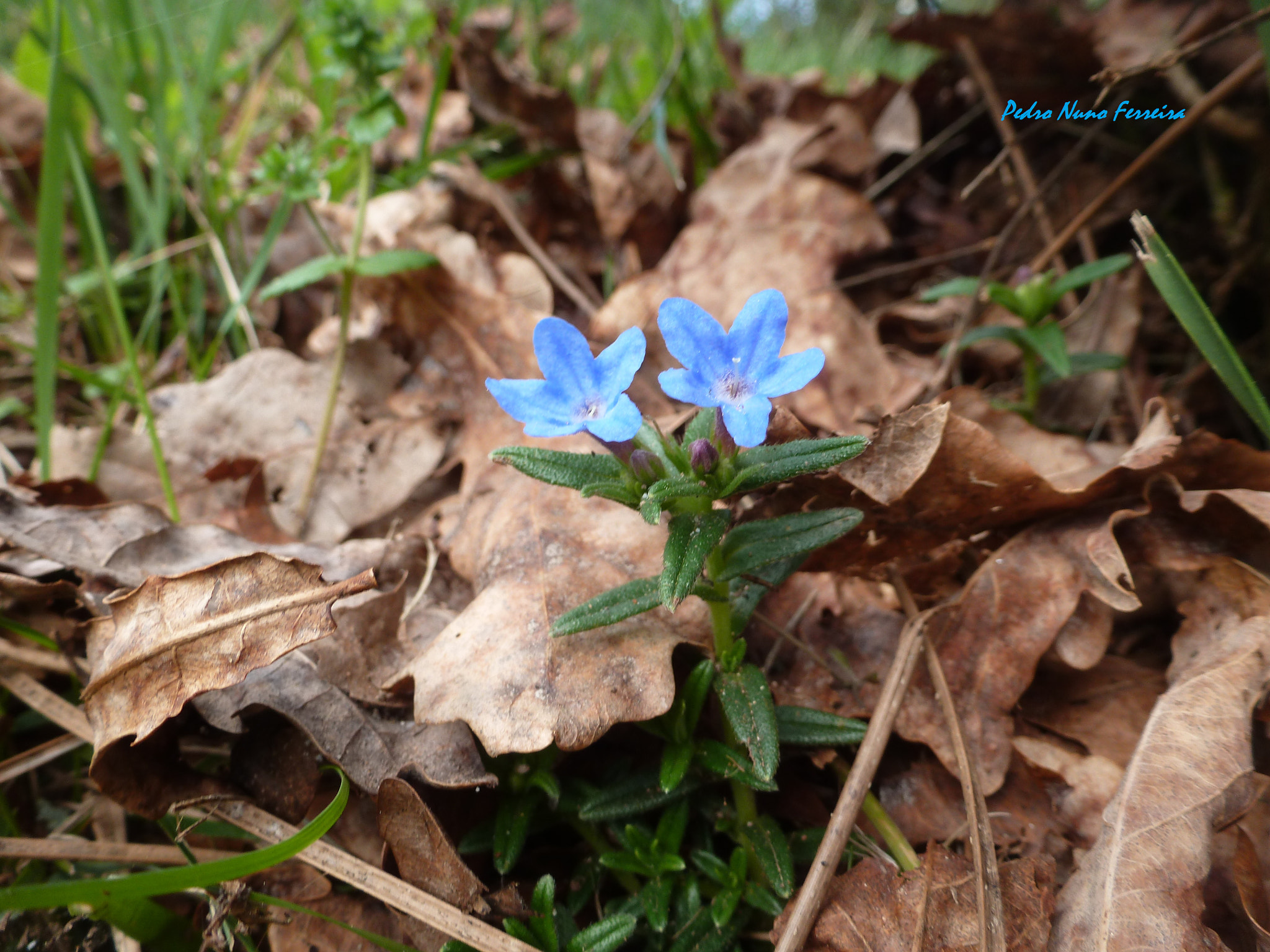 Panasonic Lumix DMC-ZS8 (Lumix DMC-TZ18) sample photo. Lithodora prostata prostata - endemic n. portugal photography