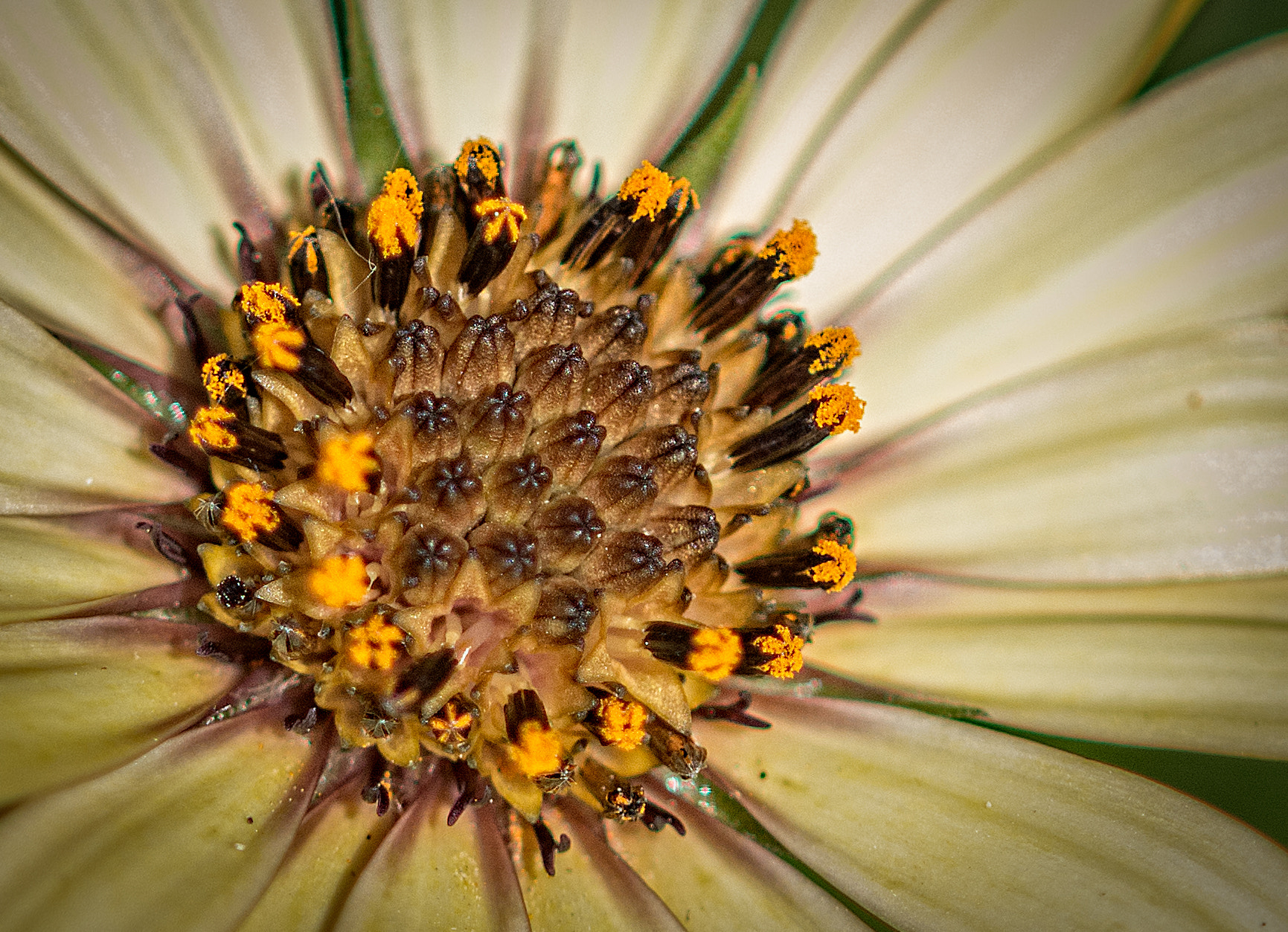 Sigma 105mm F2.8 EX DG OS HSM sample photo. Daisy photography