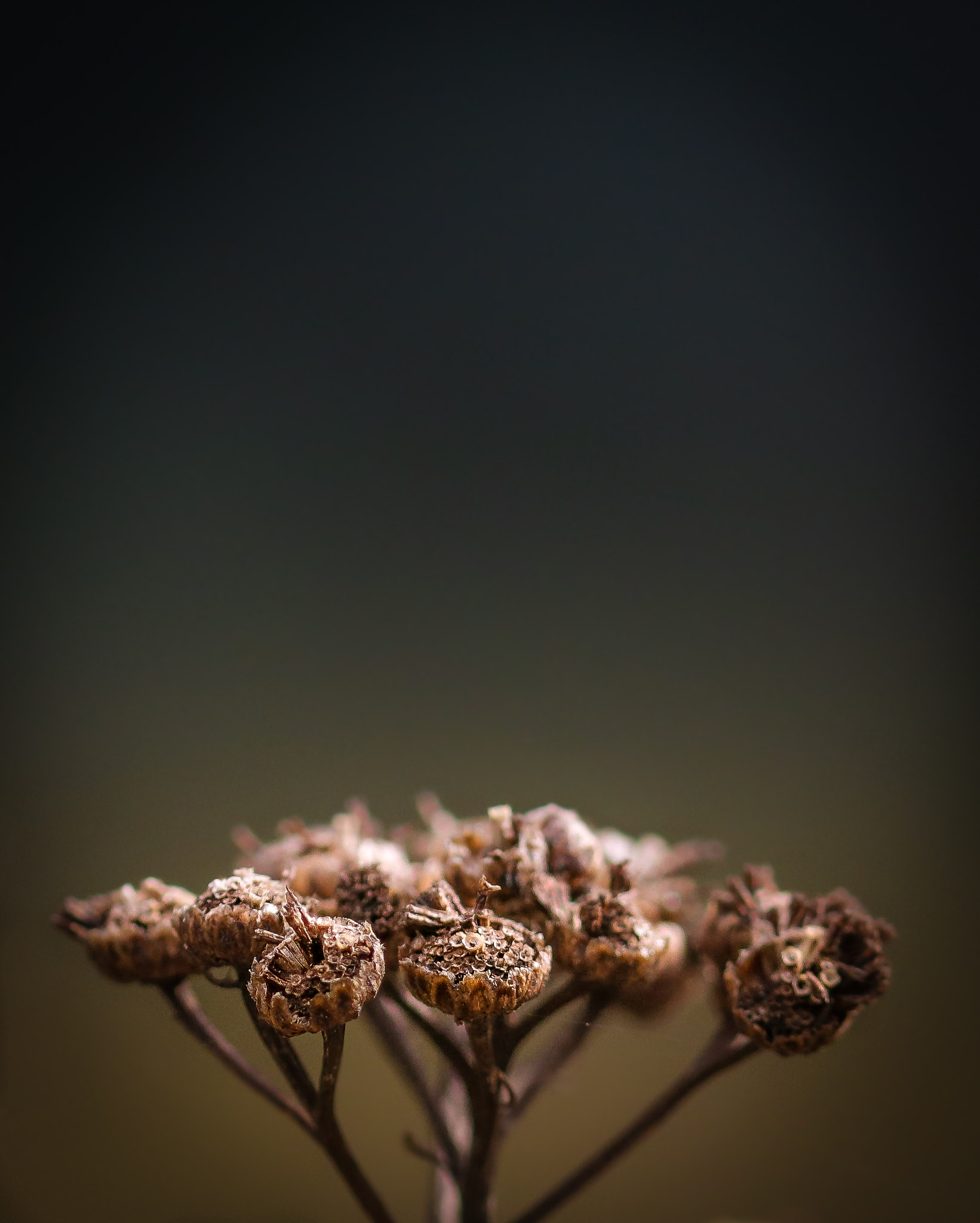 Sigma 105mm F2.8 EX DG OS HSM sample photo. The plant vi photography