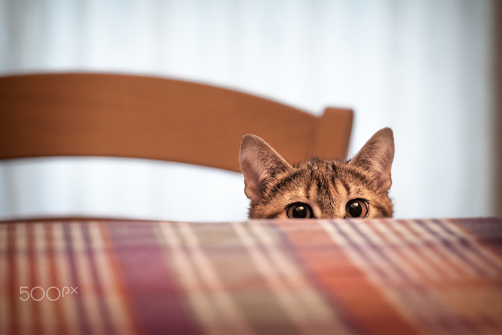 Canon EF 70-200mm F4L USM sample photo. Cat hiding under the table photography