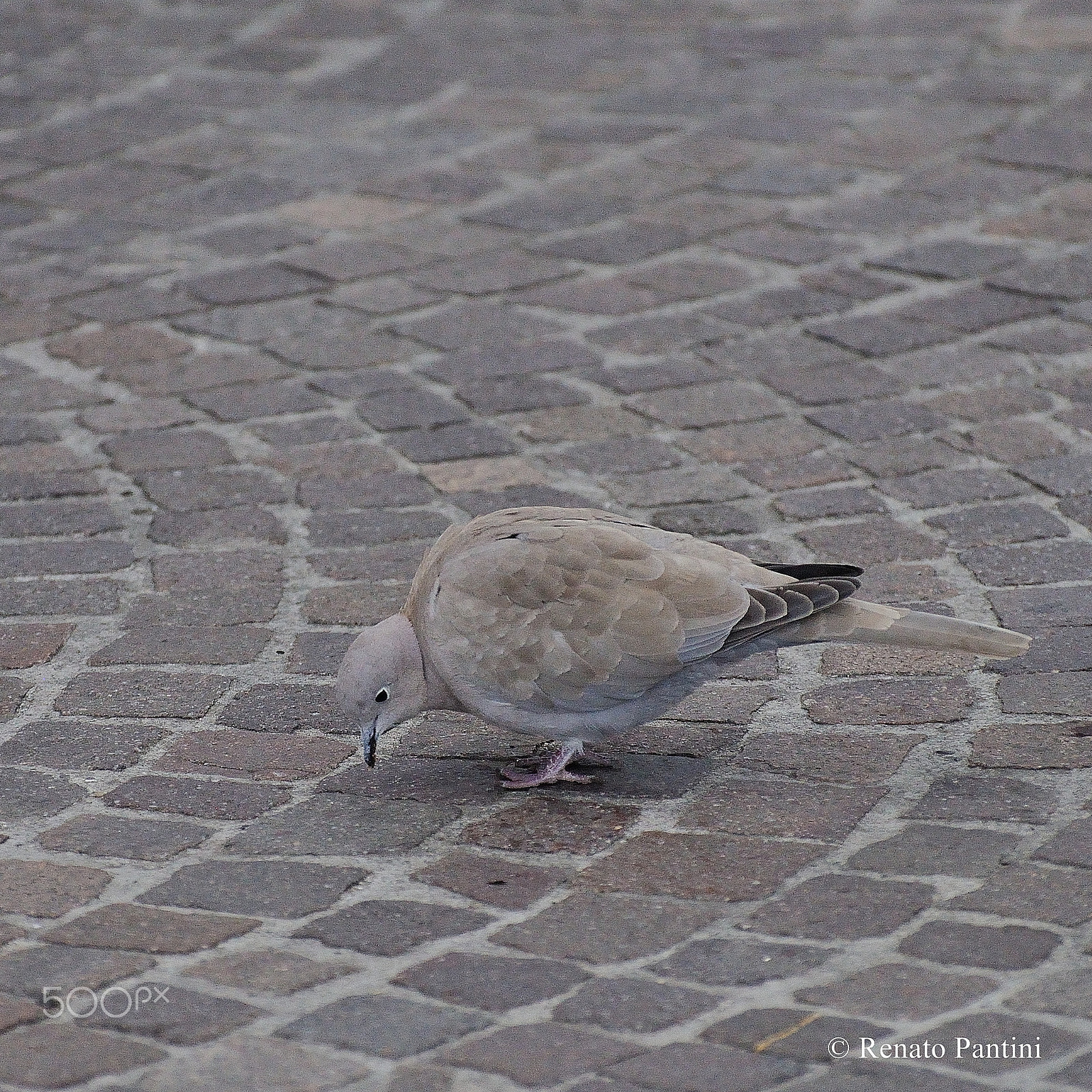 Nikon D5000 sample photo. Turtledove... photography