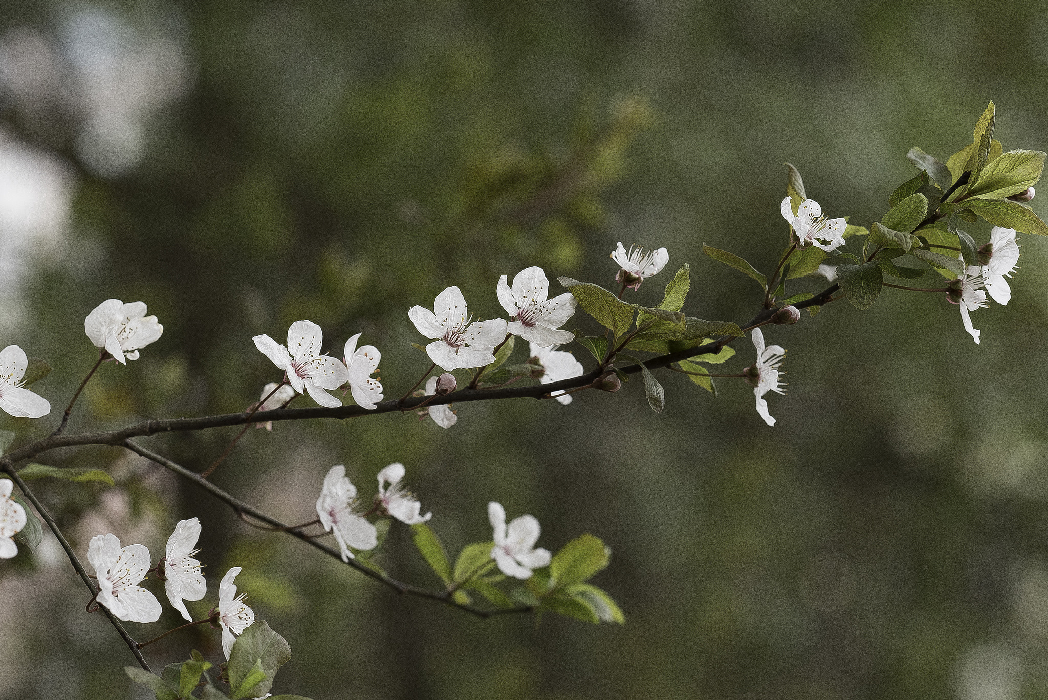 Nikon D750 sample photo. 花 photography