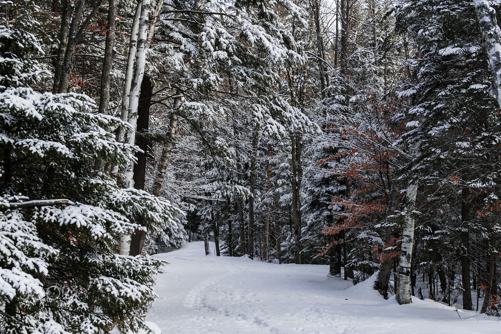 Nikon D750 + Nikon AF-S Nikkor 70-200mm F4G ED VR sample photo. Adirondack park trail photography