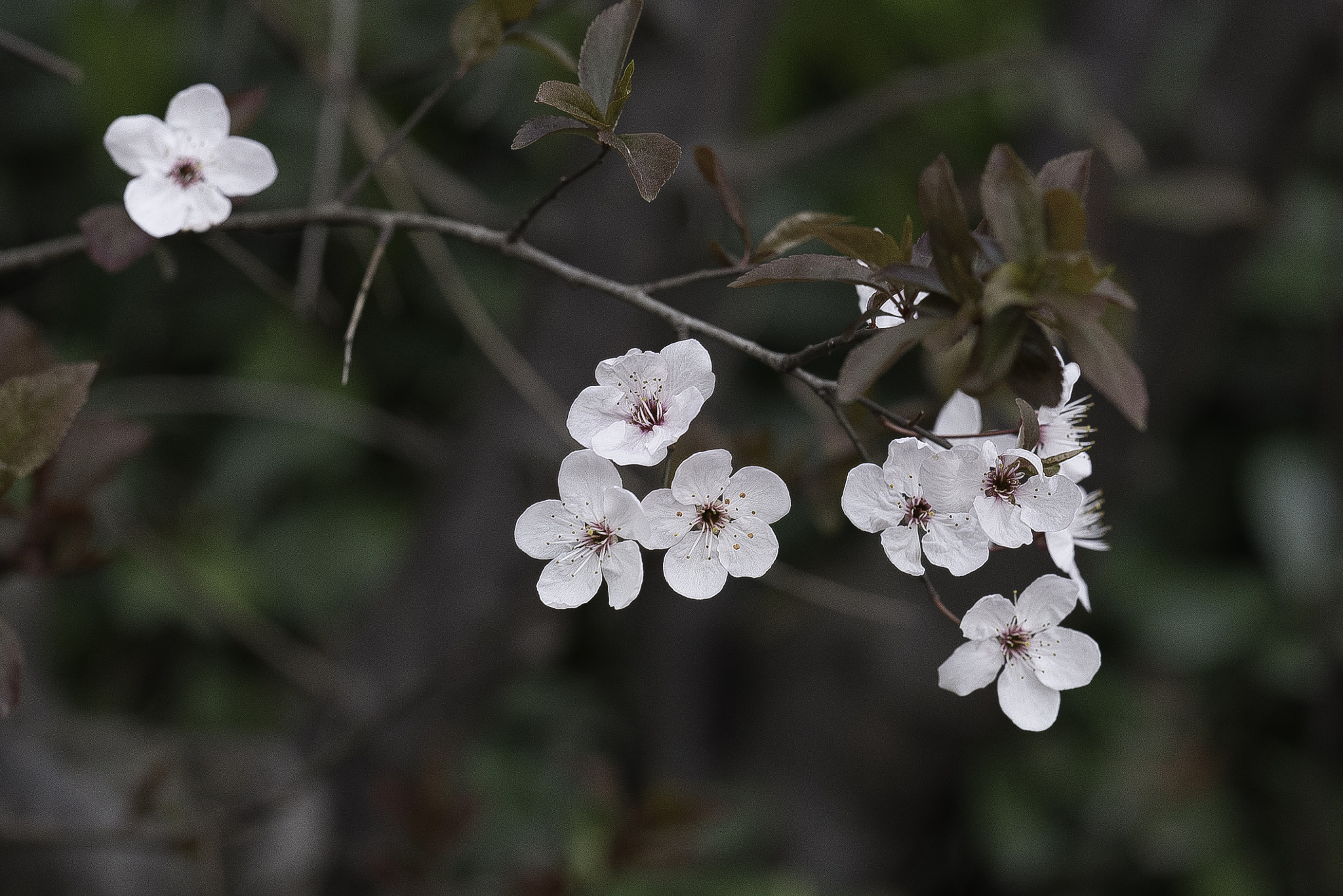 Zeiss Milvus 85mm f/1.4 sample photo. 花 photography