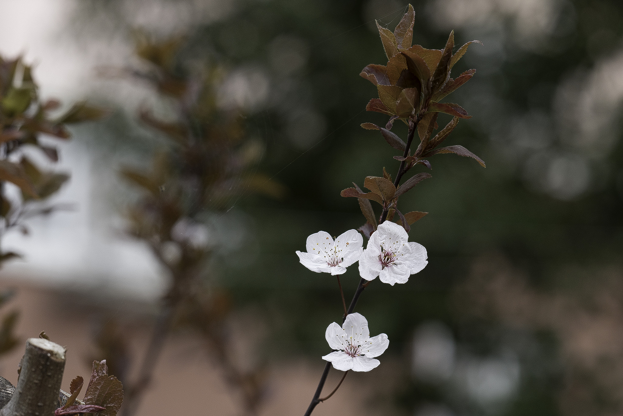 Zeiss Milvus 85mm f/1.4 sample photo. 花 photography