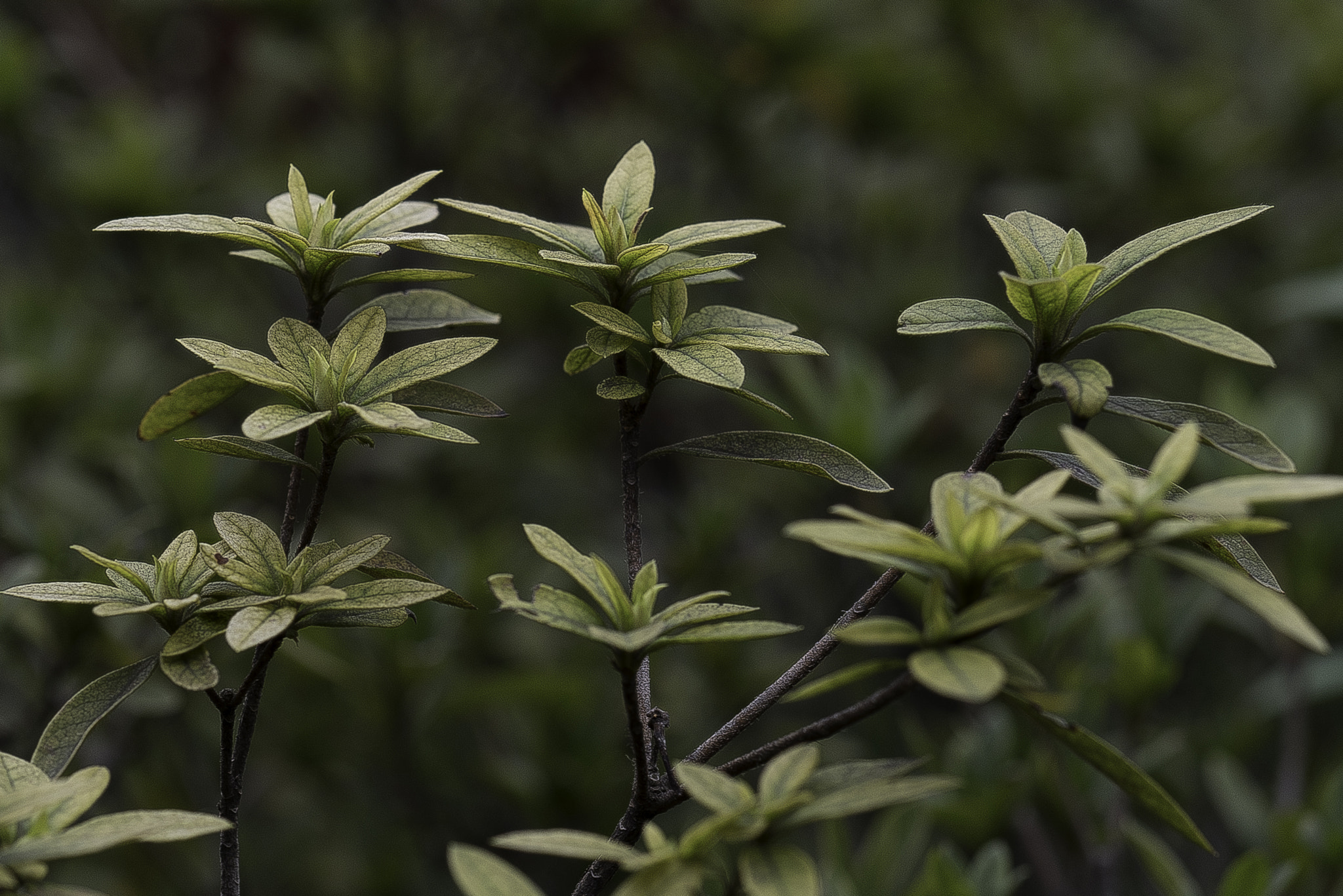 Nikon D750 sample photo. 花 photography