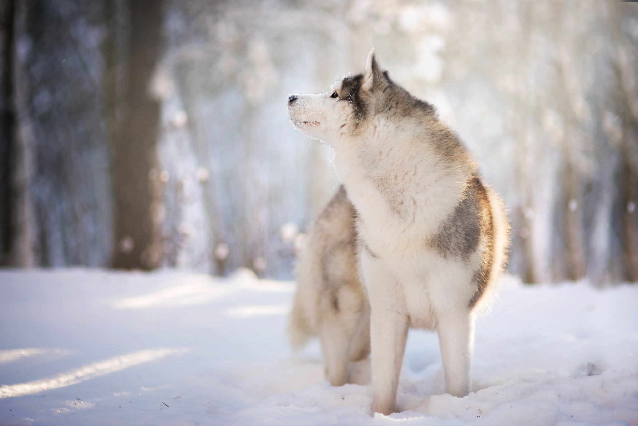 Sigma 85mm F1.4 EX DG HSM sample photo. Winter photography