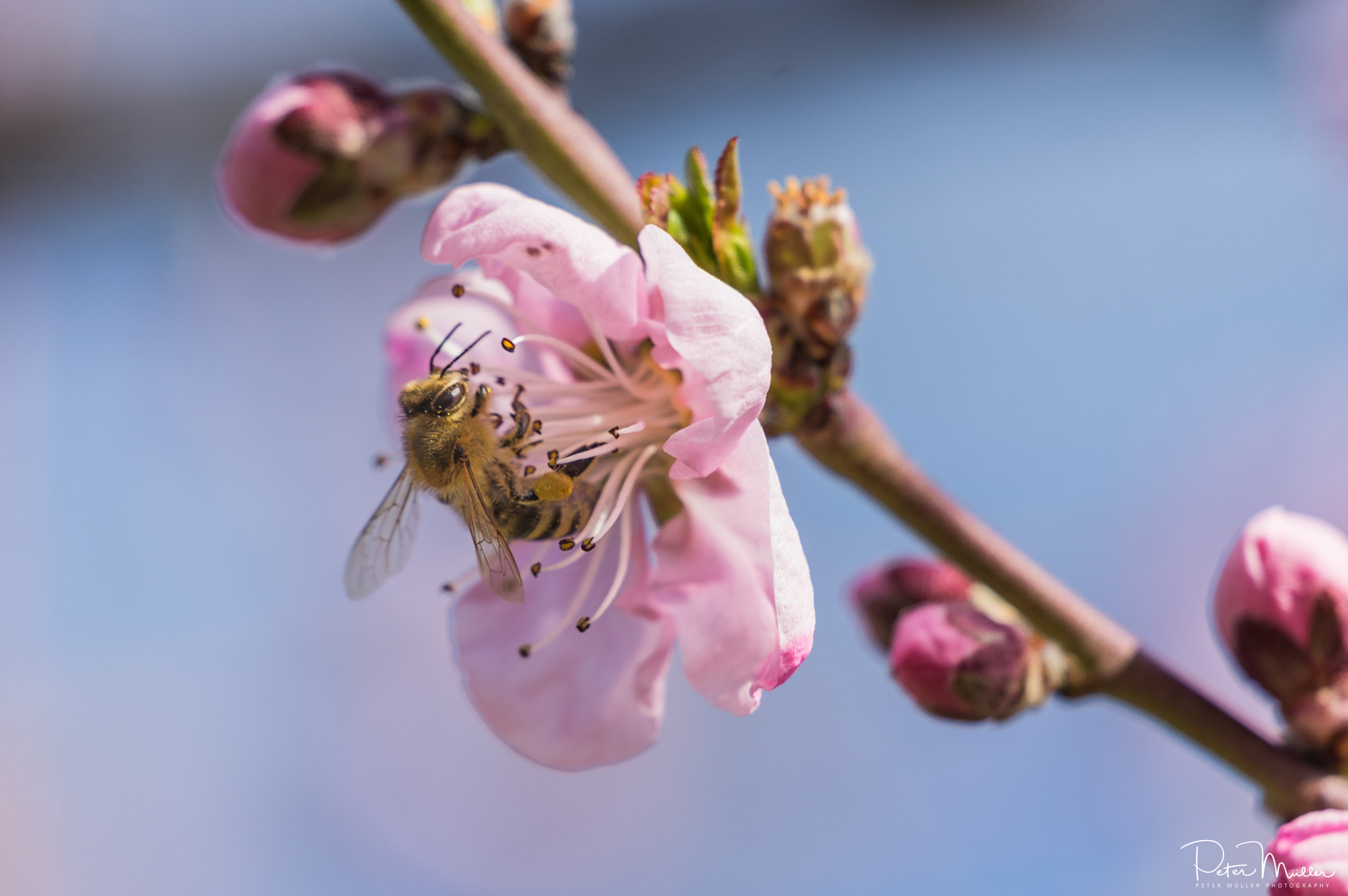 Pentax K-3 II sample photo. Vineyard peach&bee photography