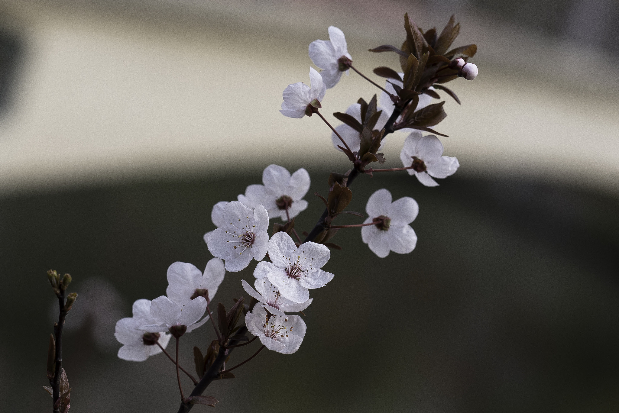 Nikon D750 + Zeiss Milvus 85mm f/1.4 sample photo. 花 photography