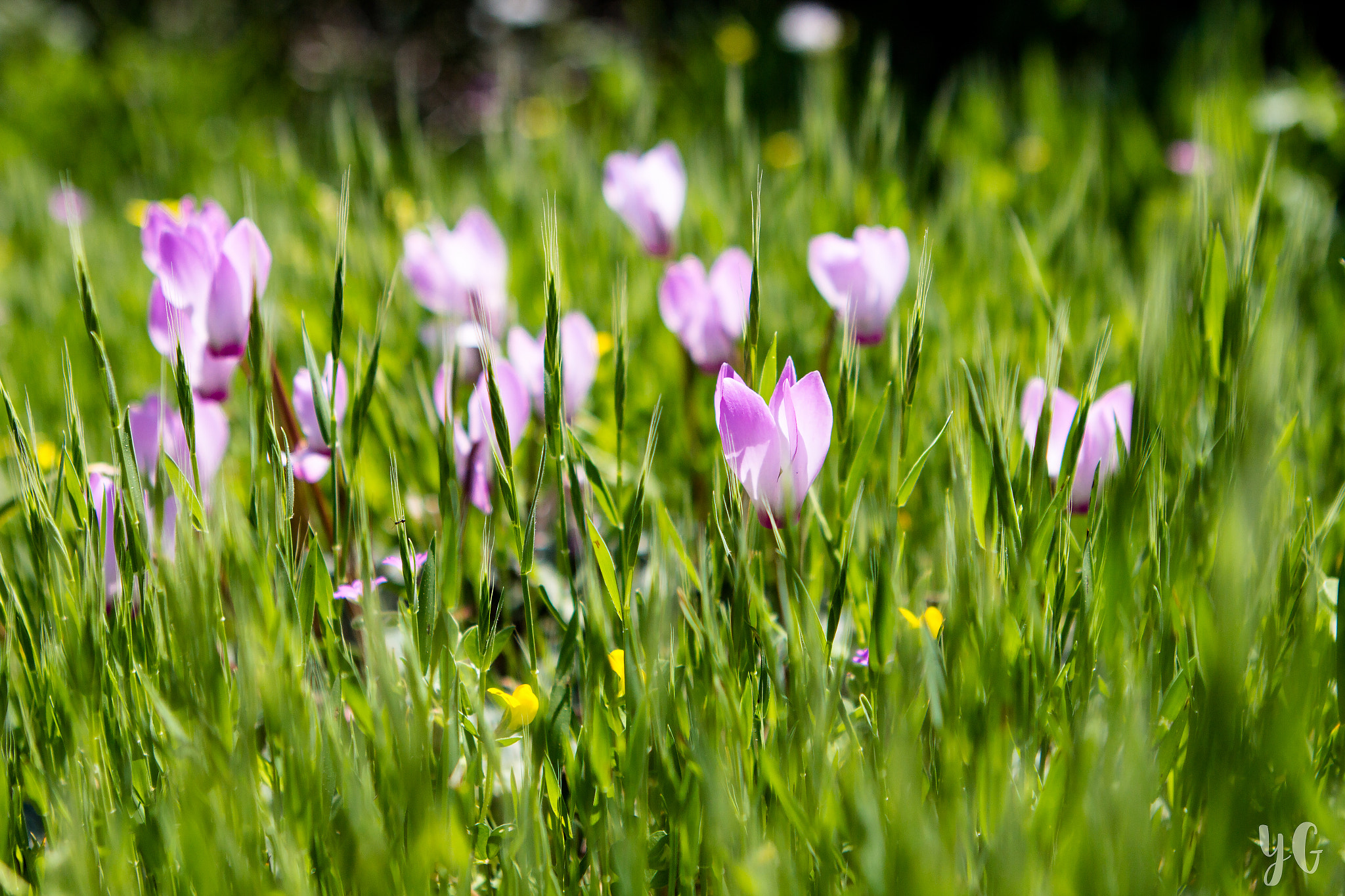 Canon EOS 60D + Canon EF 24-70mm F2.8L USM sample photo. Cyclamen photography