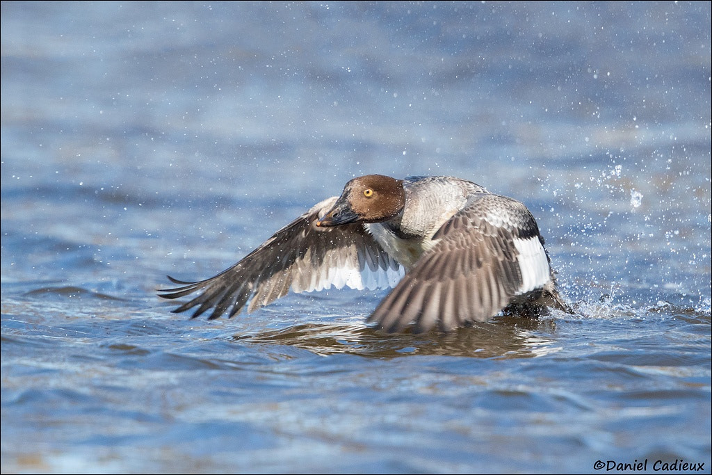 Canon EF 500mm F4L IS II USM sample photo. Common goldeneye water spray. photography