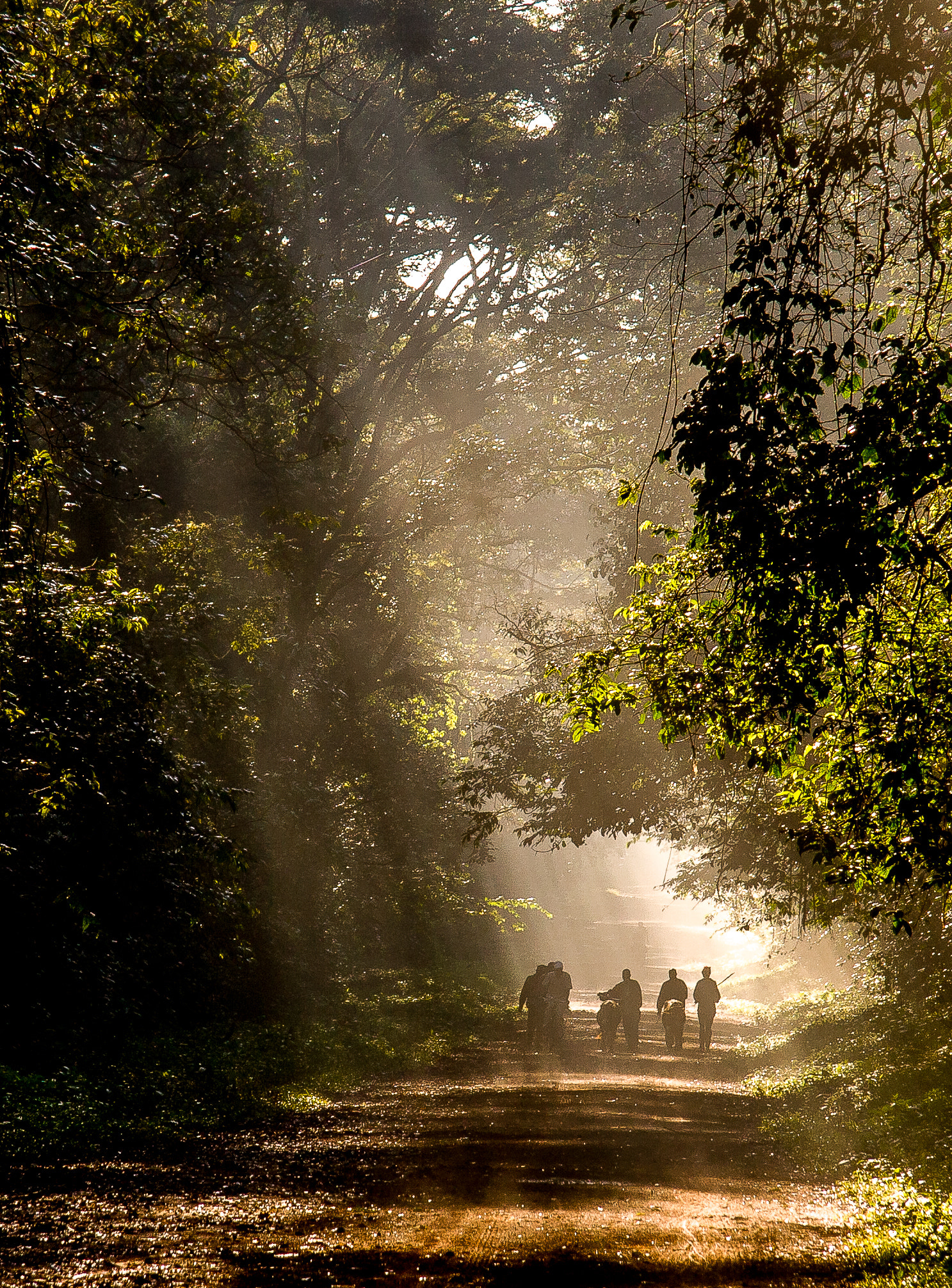 Canon EF-S 17-85mm F4-5.6 IS USM sample photo. Kenya kakamega sun rays photography