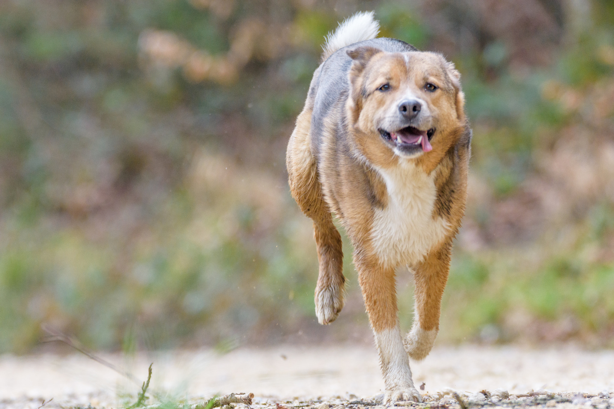 Sigma 150-600mm F5-6.3 DG OS HSM | C sample photo. The running dog photography