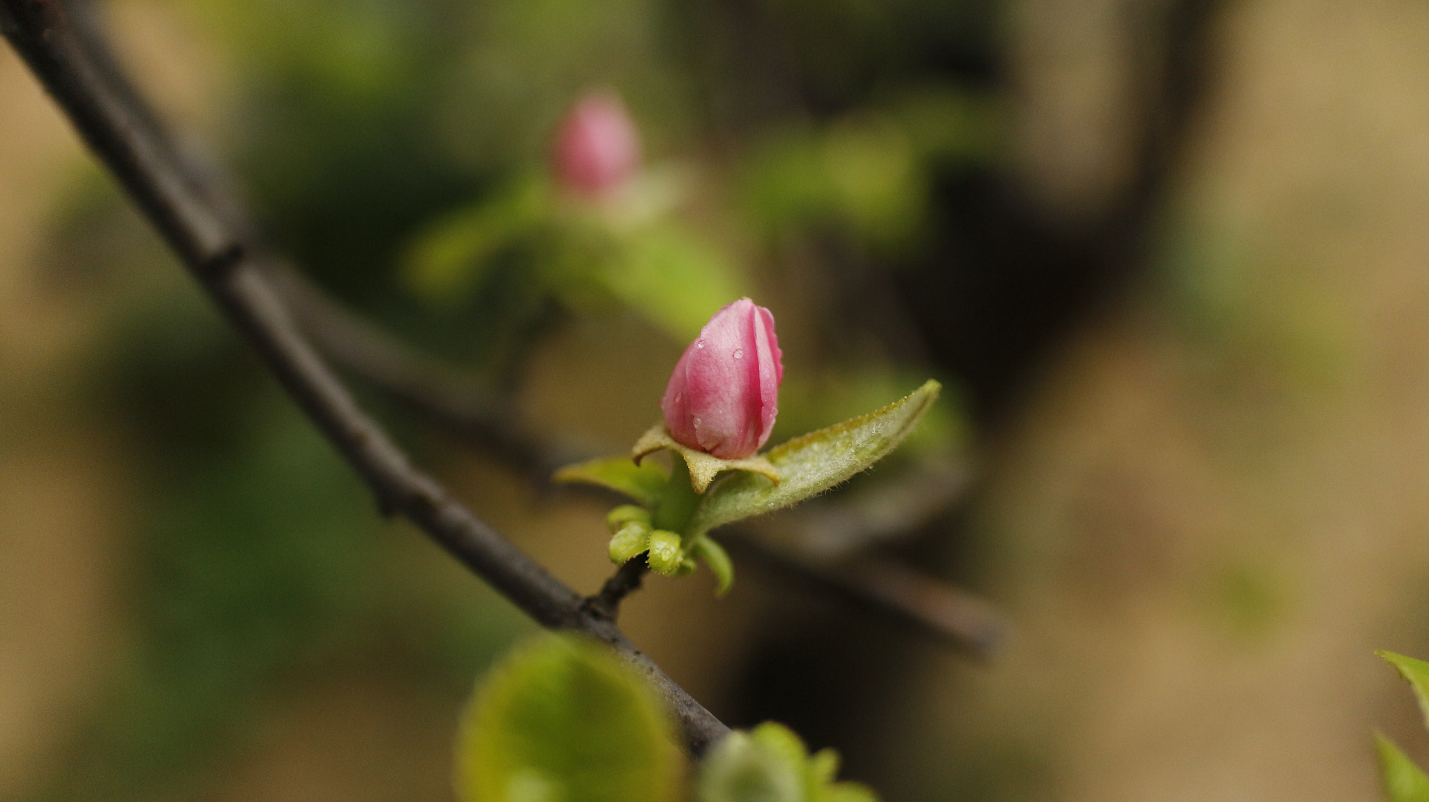 Canon EOS M + Canon EF-M 22mm F2 STM sample photo. Springtime ii photography