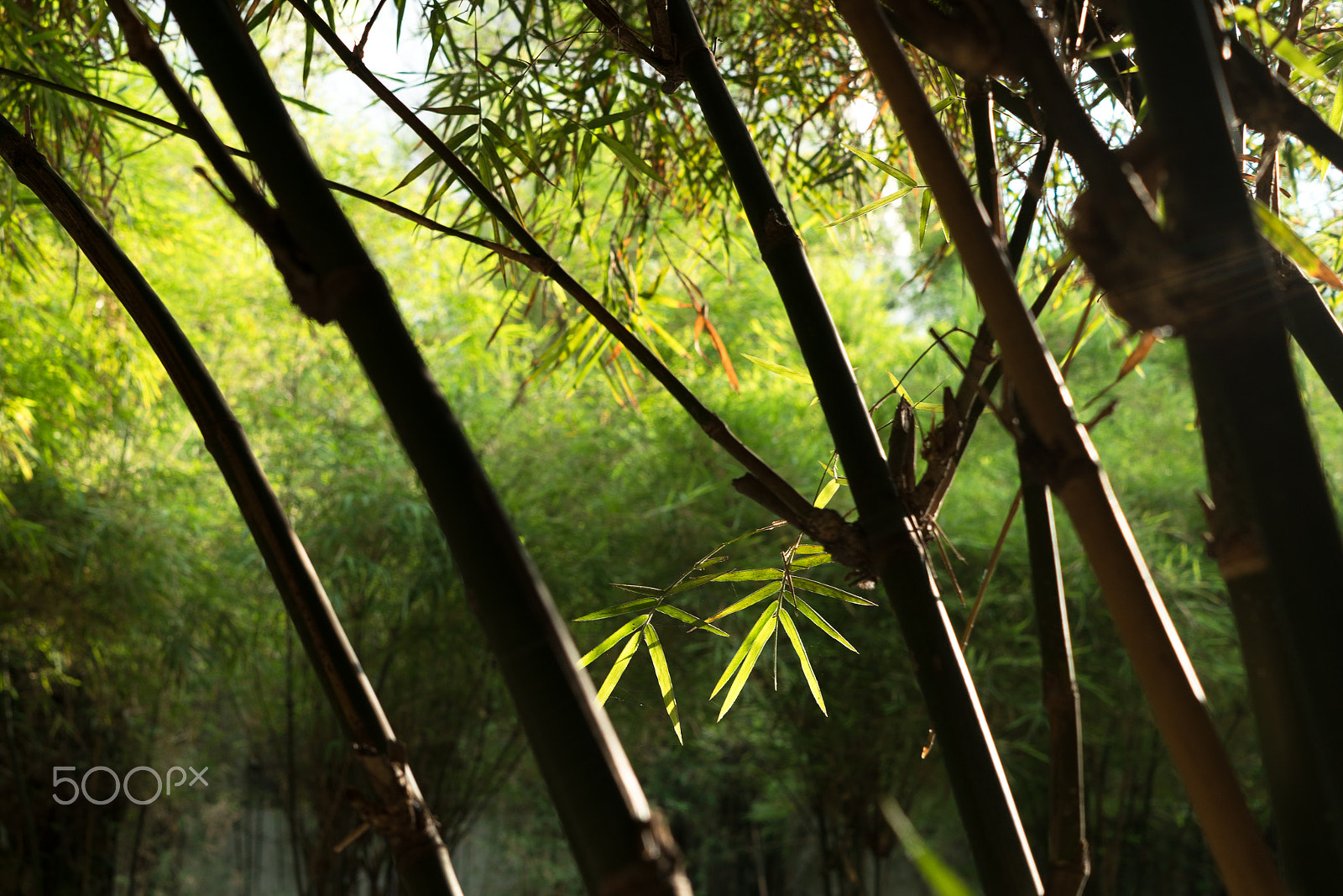 Sony FE 28mm F2 sample photo. Bamboo #1 photography