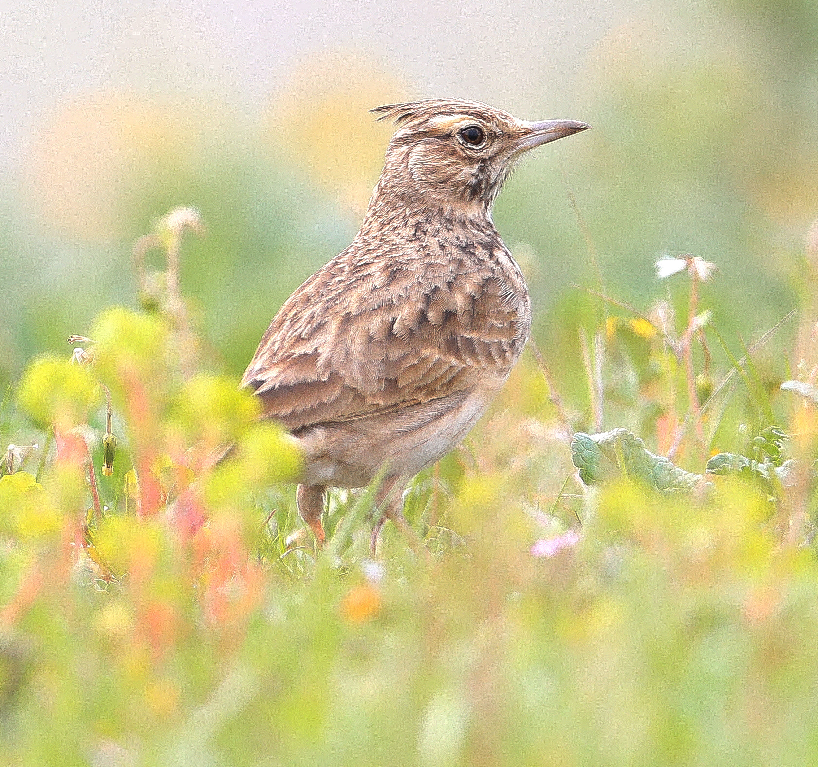 Canon EF 600mm f/4L IS sample photo