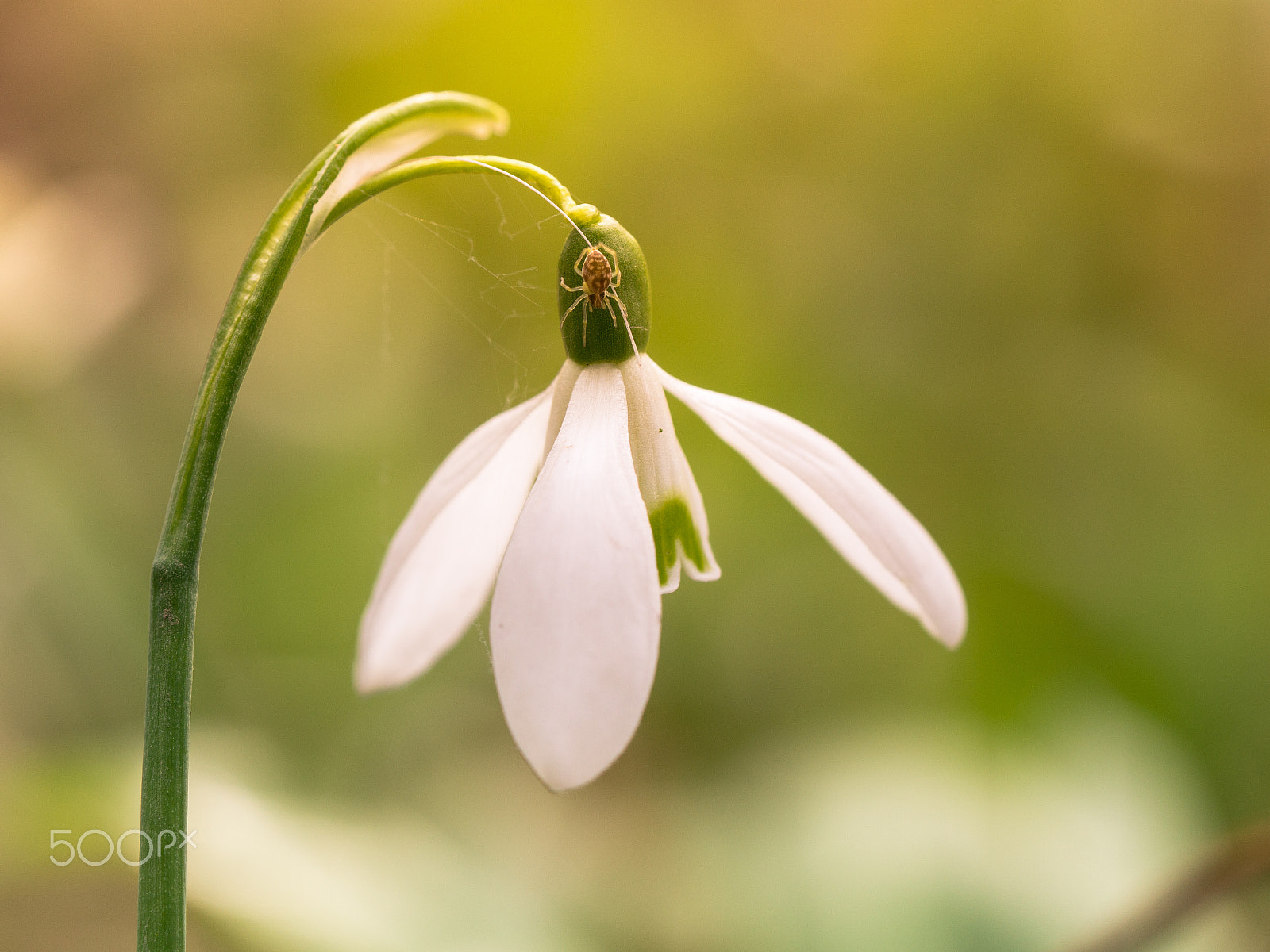 Sony a6000 + Sony FE 90mm F2.8 Macro G OSS sample photo. Snowdrop and little spider photography