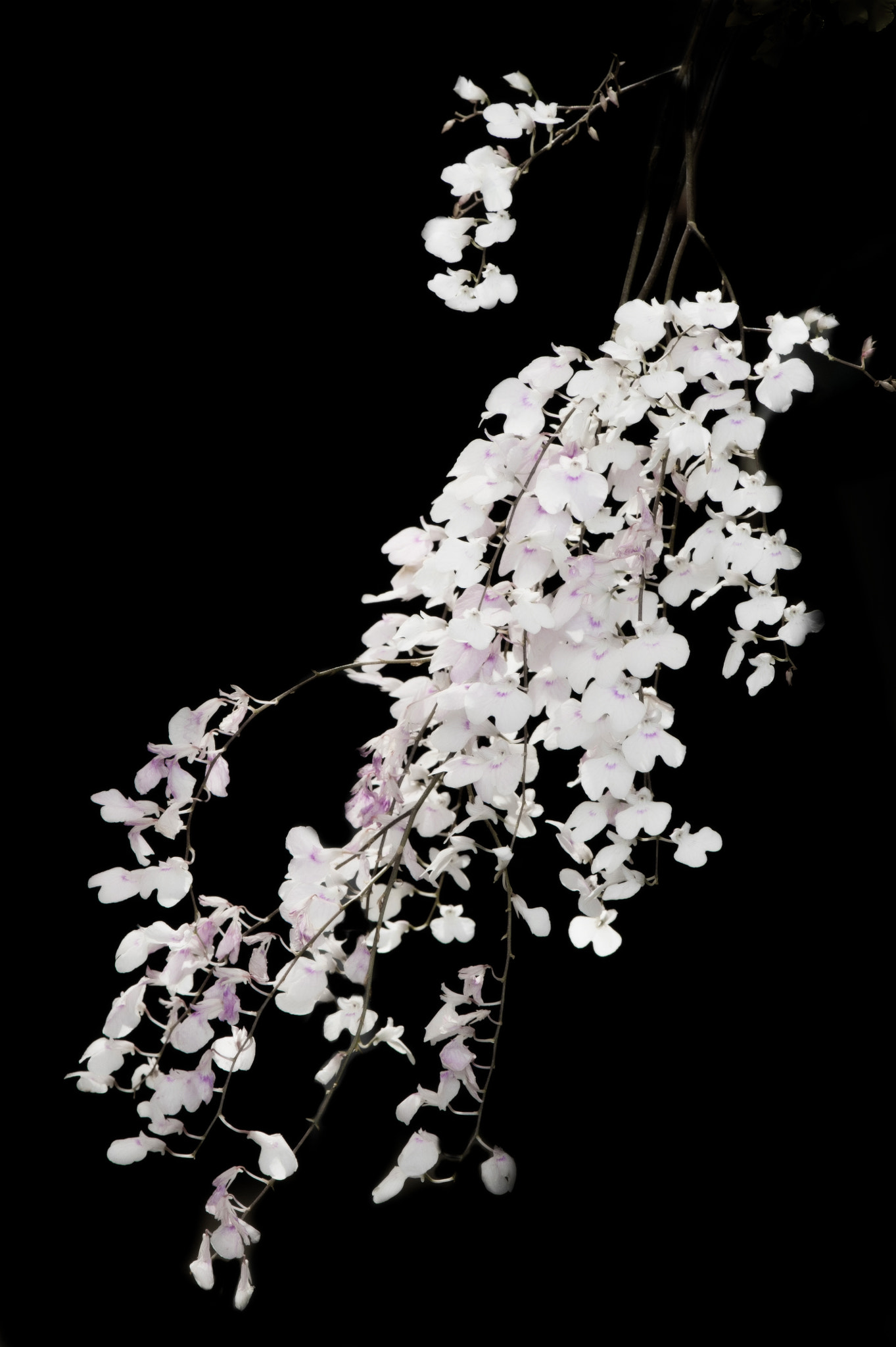 Nikon AF-S Micro-Nikkor 105mm F2.8G IF-ED VR sample photo. Colourful  orchids is beautiful. photography