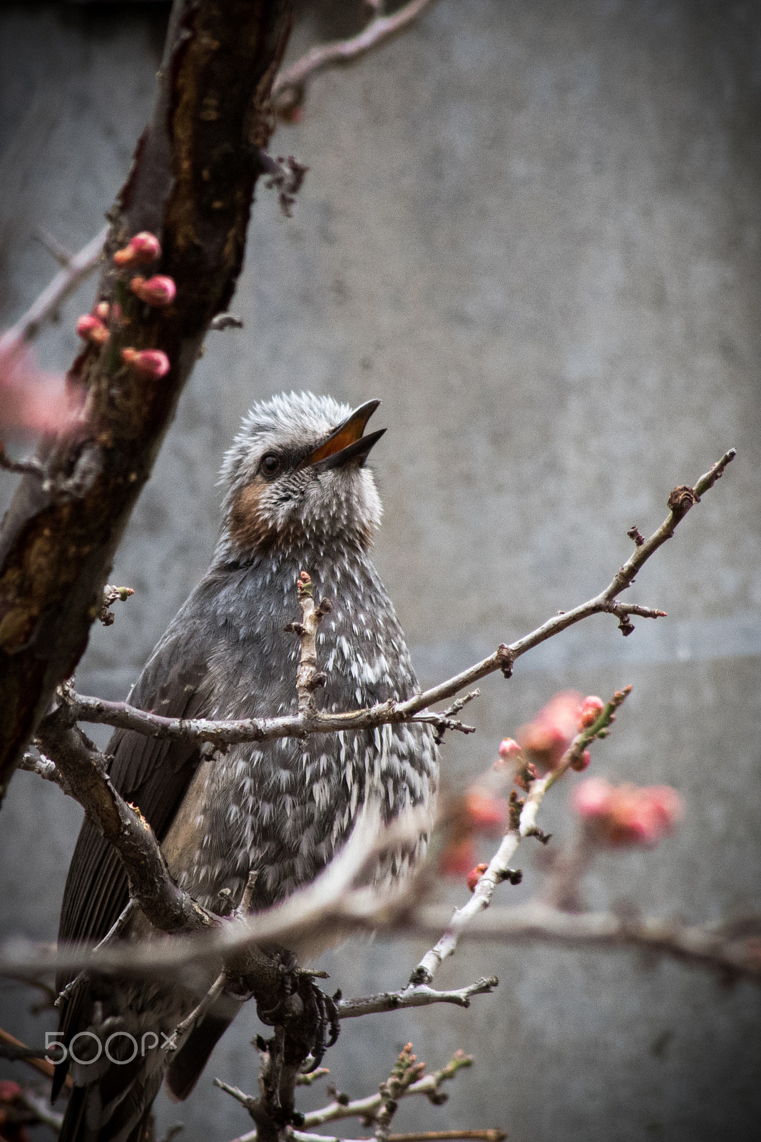 Pentax K-S2 + Sigma sample photo. Song calling spring photography