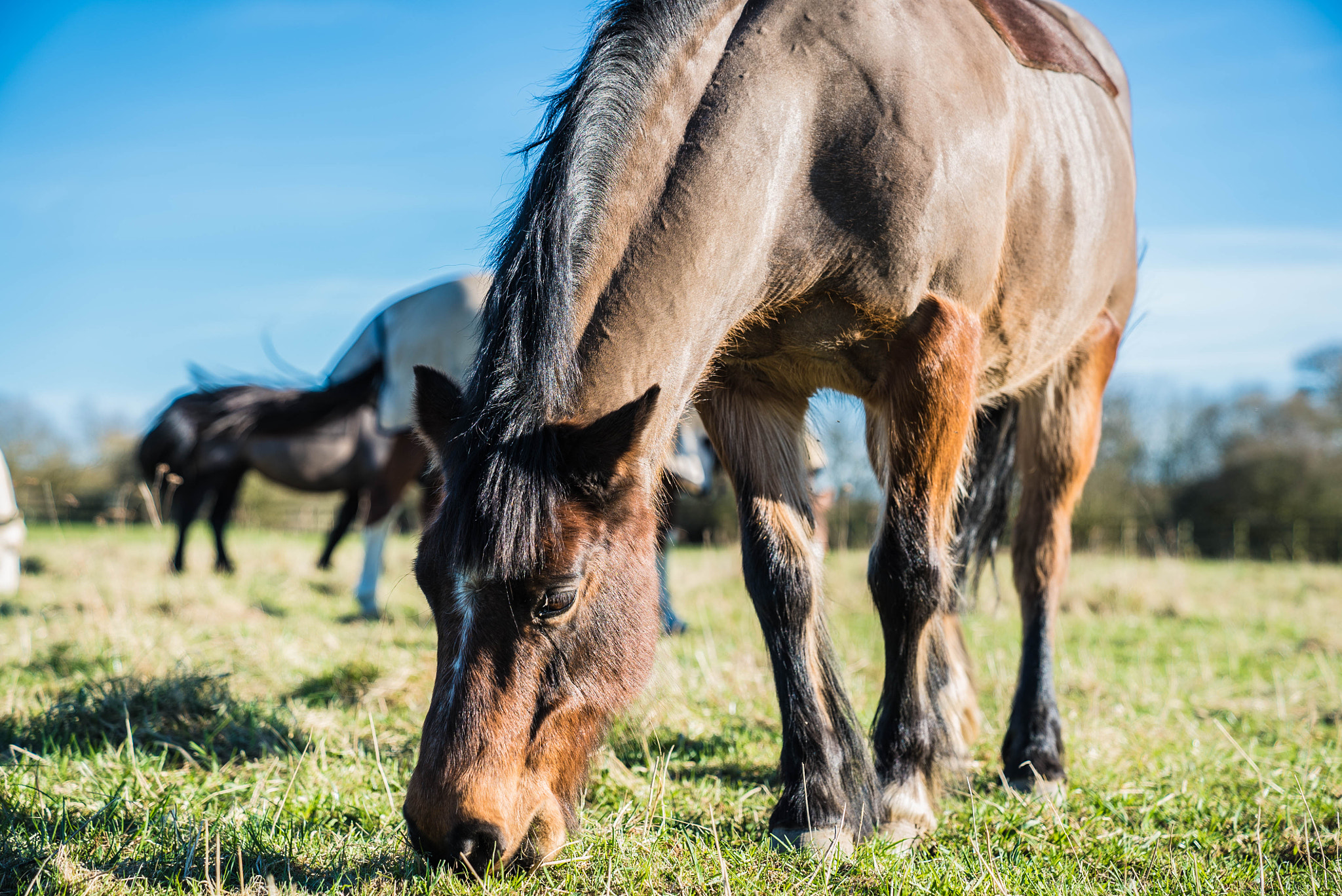 Sony a7S II + Sony FE 24-70mm F2.8 GM sample photo. Pretty polly photography