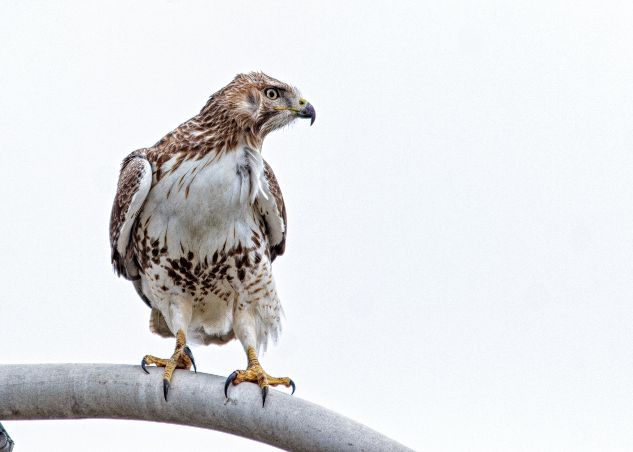 Canon EOS 60D + Sigma 150-500mm F5-6.3 DG OS HSM sample photo. Redtail hawk photography