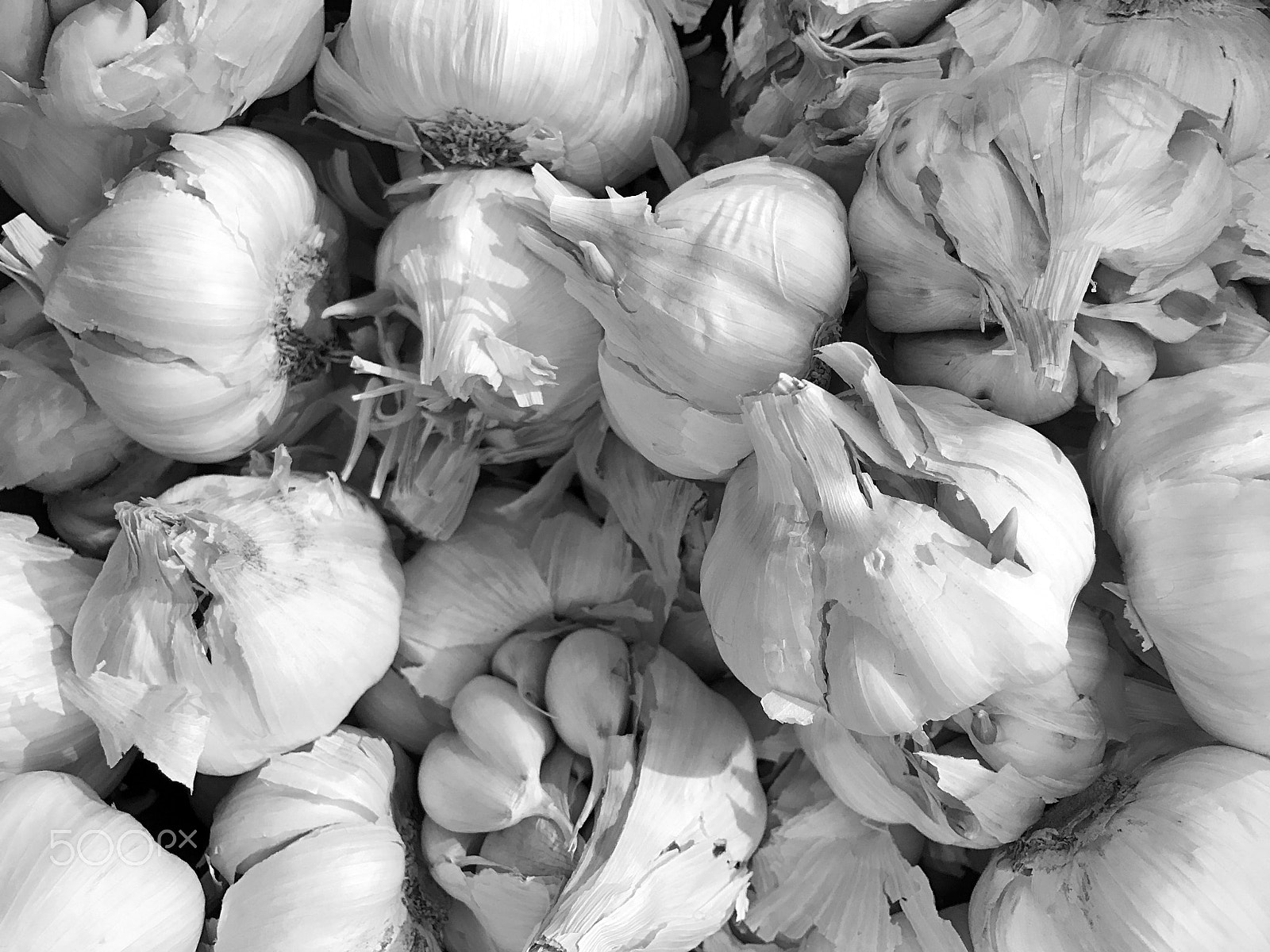 Apple iPhone 7 Plus sample photo. Garlic photography