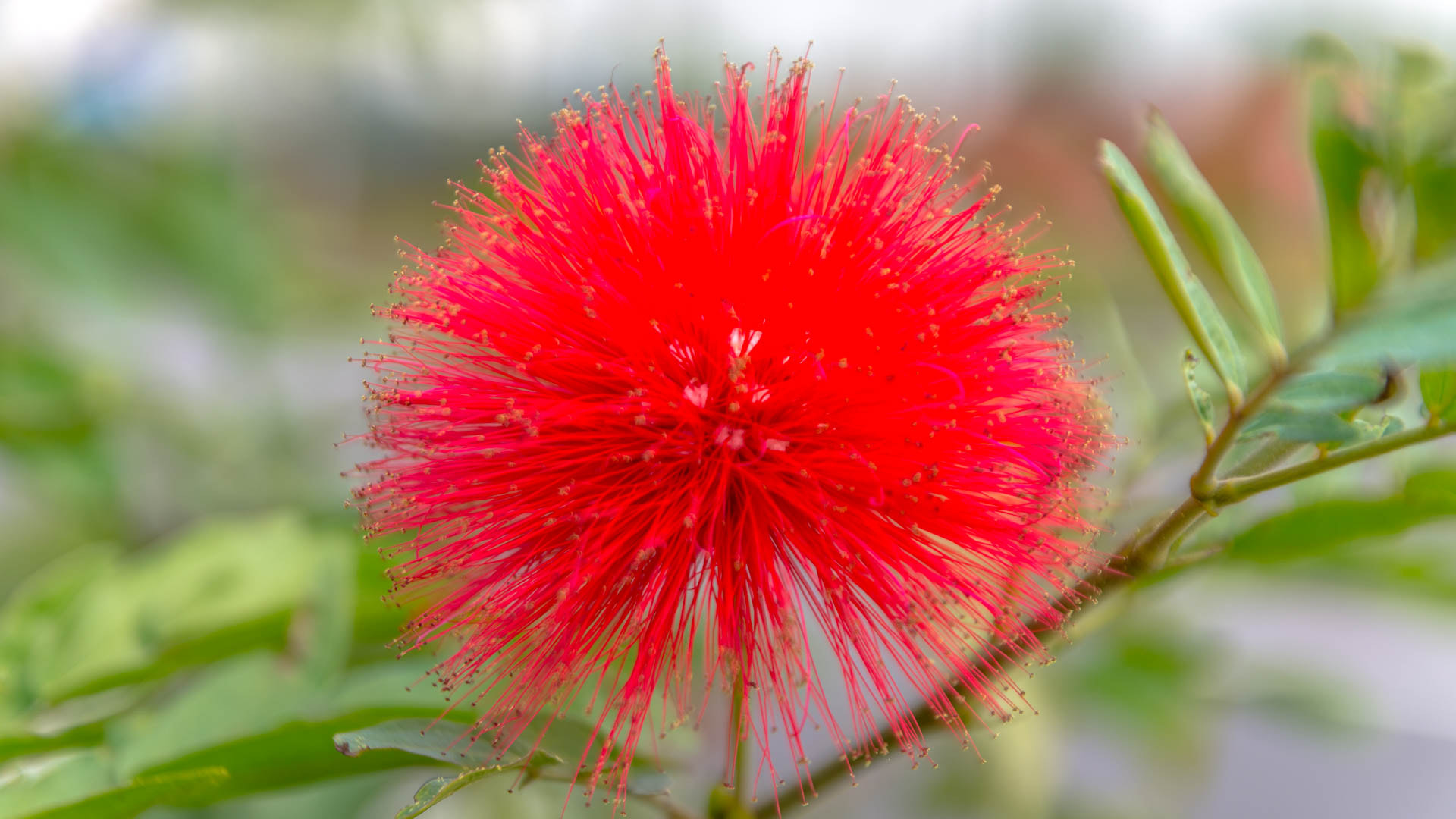 Nikon D7200 sample photo. Flower photography