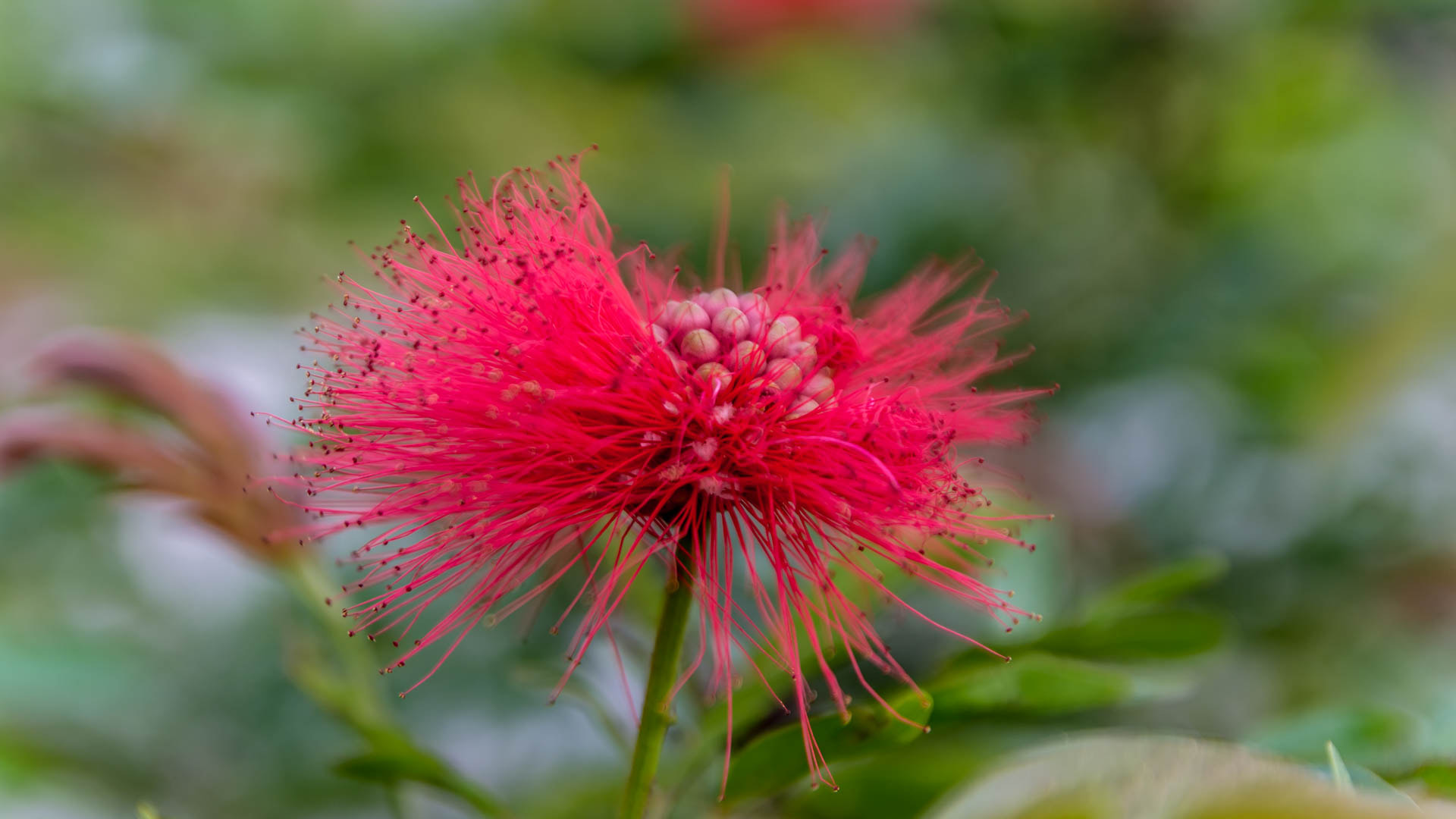 Nikon D7200 sample photo. Flower&fruit photography