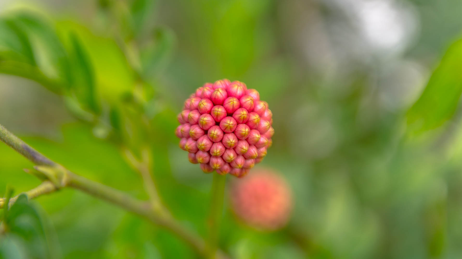 Nikon D7200 sample photo. Fruit photography