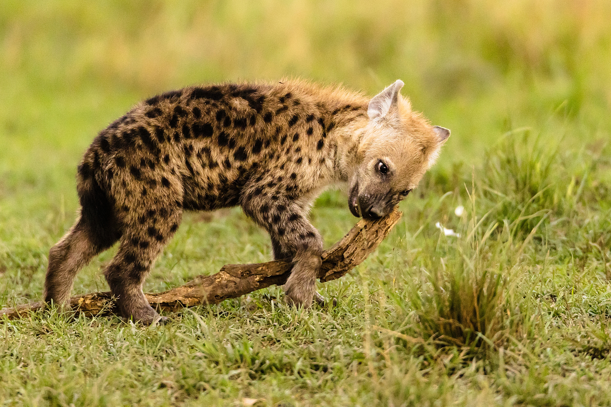 150-600mm F5-6.3 DG OS HSM | Sports 014 sample photo. Hyenacub playing photography