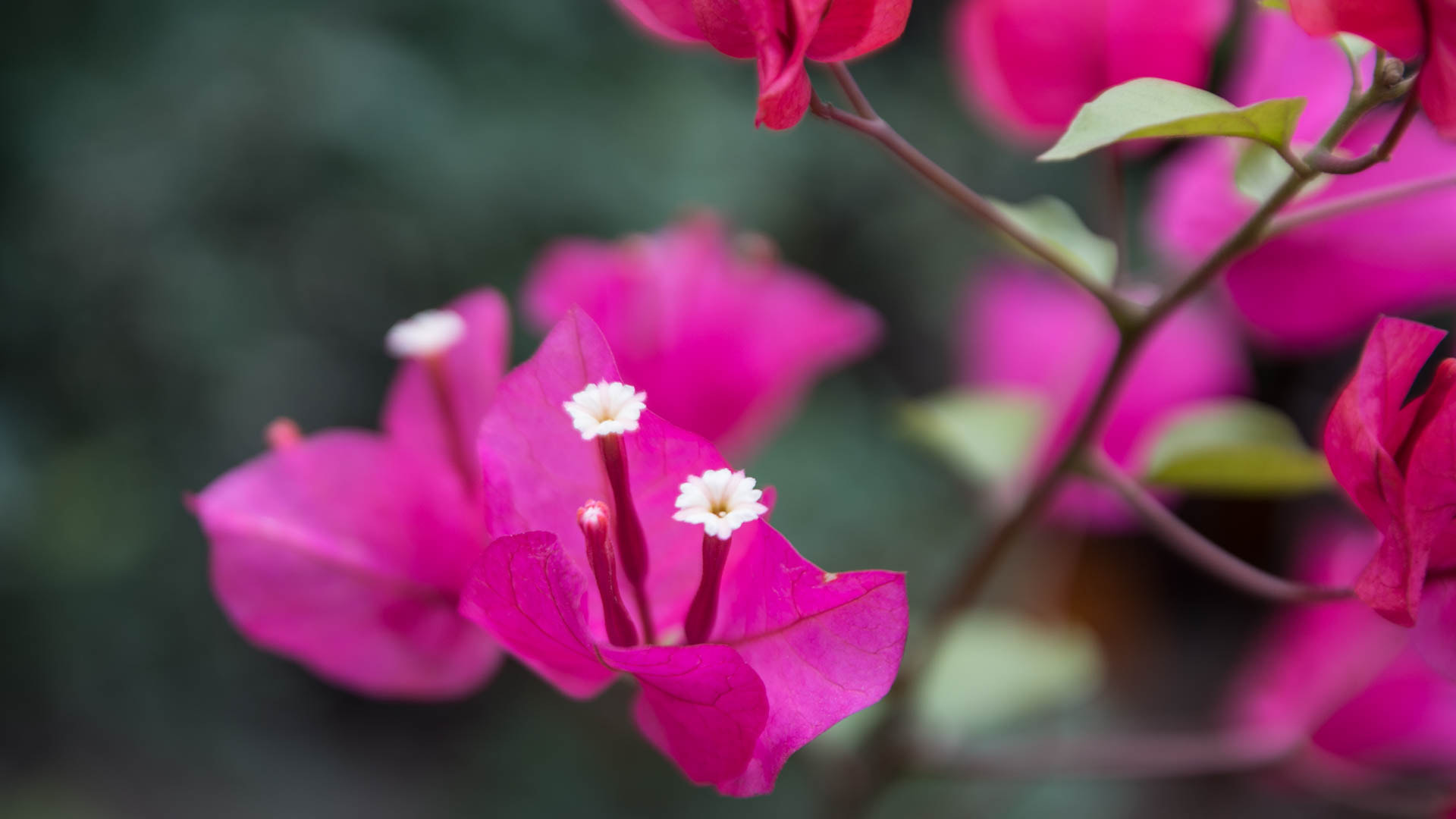 Nikon D7200 sample photo. Flower photography