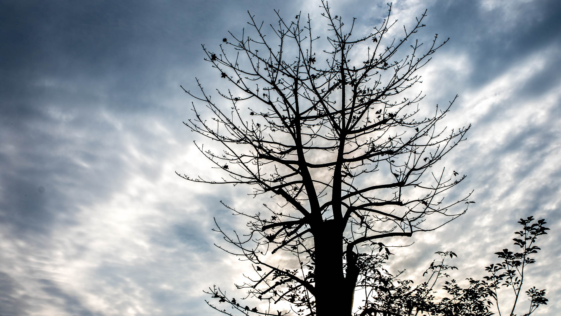 Nikon D7200 sample photo. Tree silhouette photography