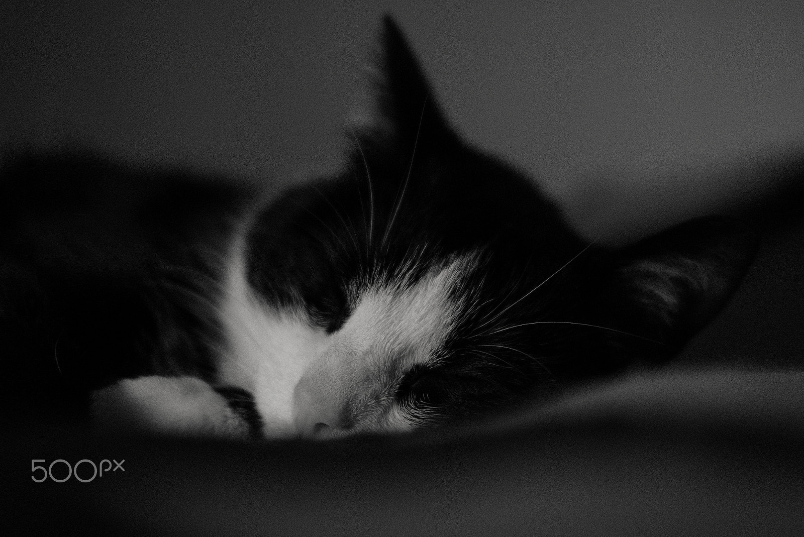 Fujifilm X-Pro2 + Fujifilm XF 35mm F2 R WR sample photo. "a friend in need" photography