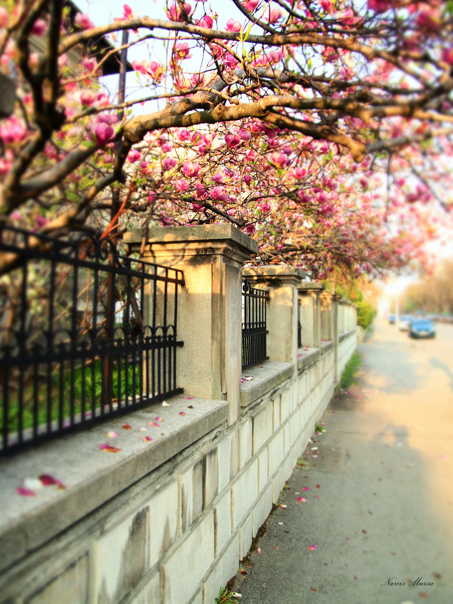 Olympus PEN E-PL3 sample photo. Spring art photography