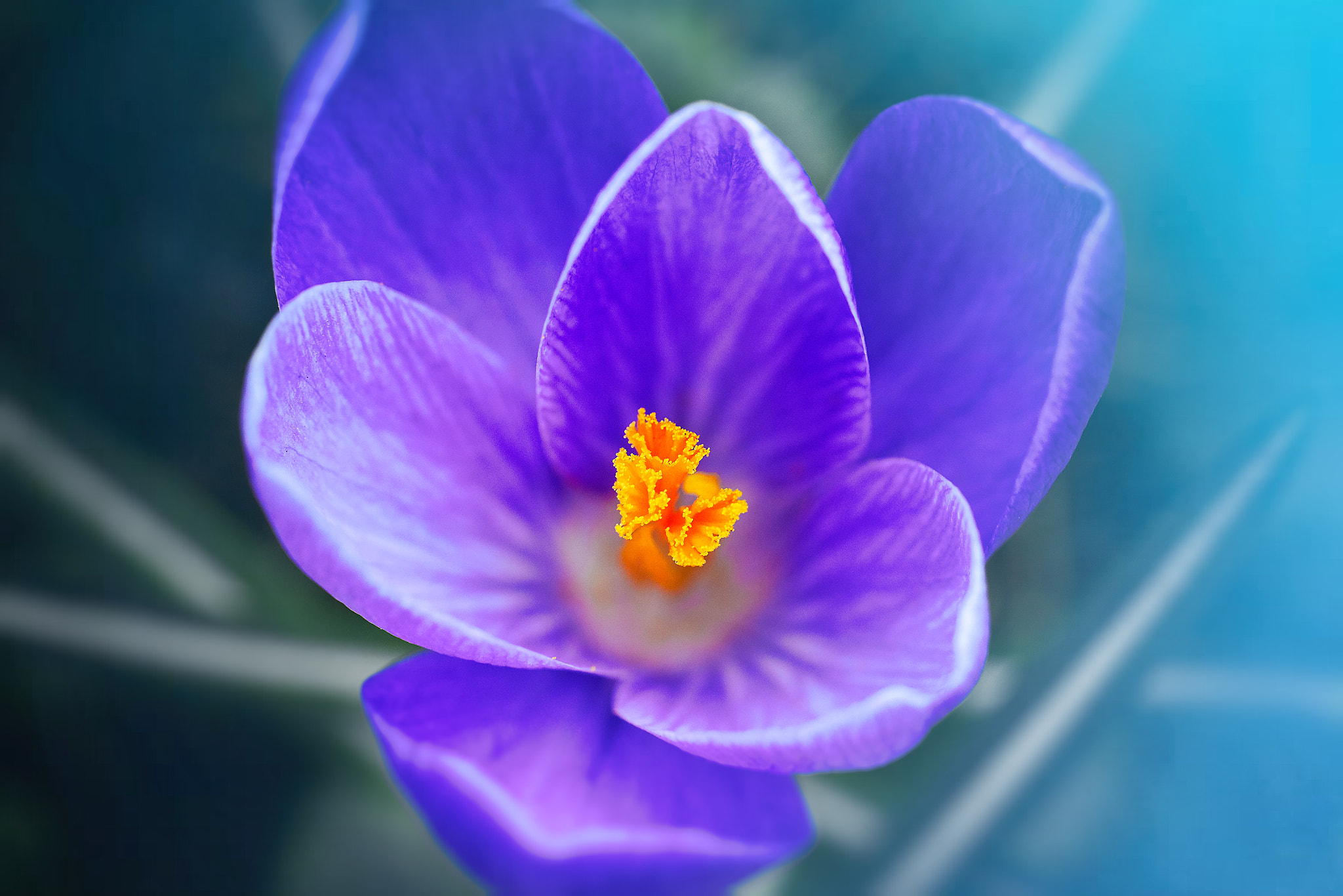 Canon EF 100mm F2.8L Macro IS USM sample photo. Intensive crocus photography