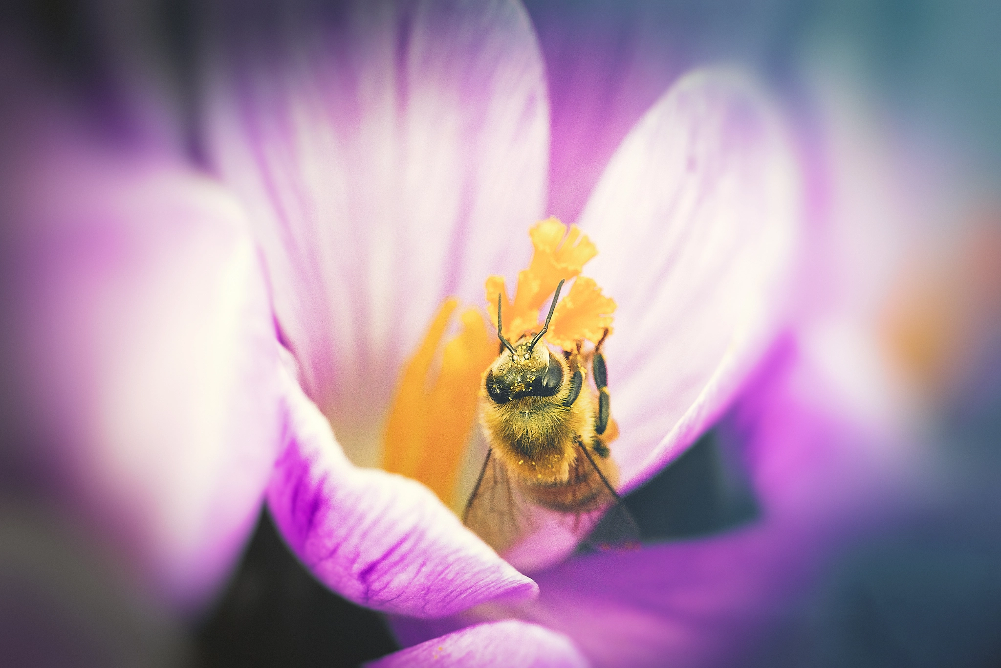 Canon EF 100mm F2.8L Macro IS USM sample photo. Bee and crocus photography