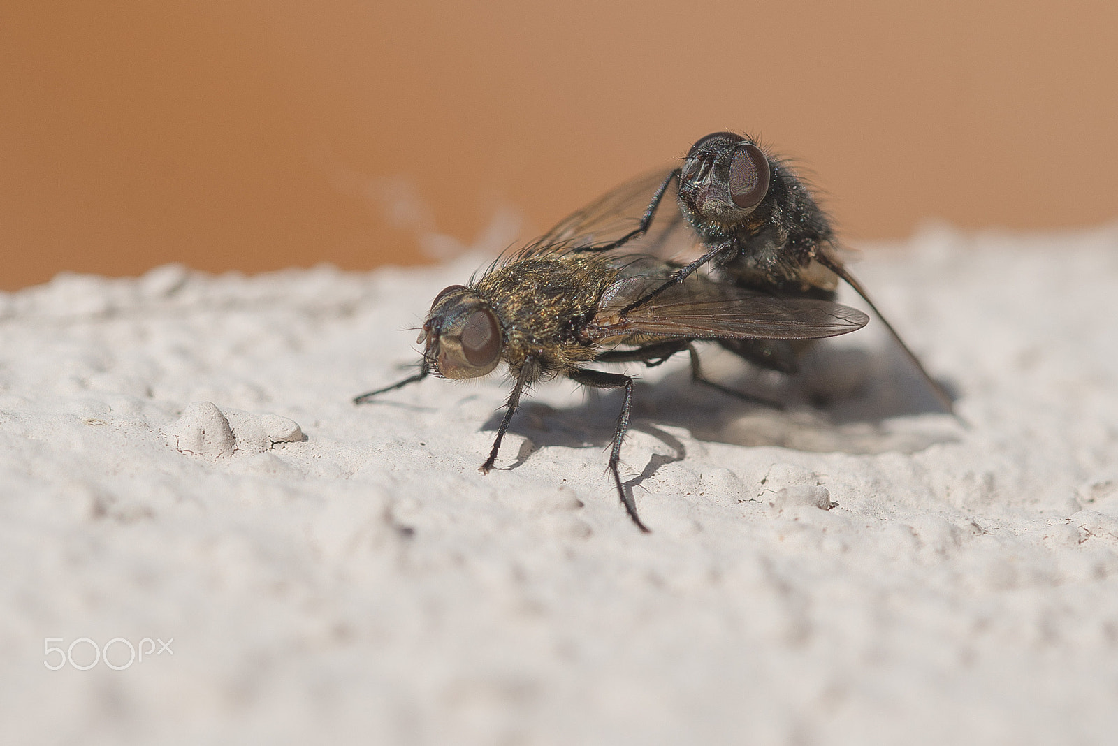 Sigma 105mm F2.8 EX DG OS HSM sample photo. Flies photography