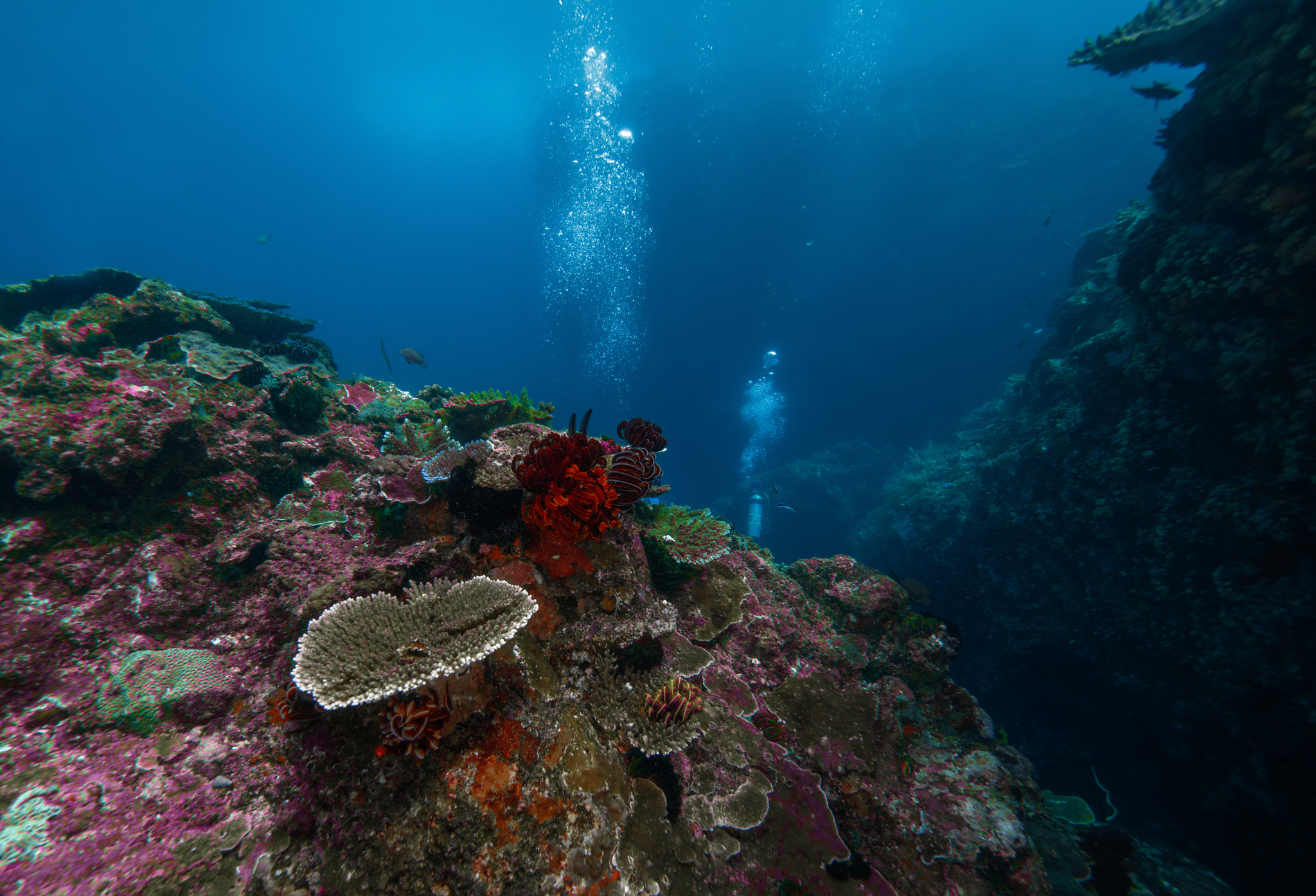 Canon EOS 5DS R + Canon EF 11-24mm F4L USM sample photo. Coral reef, tepekong bali photography