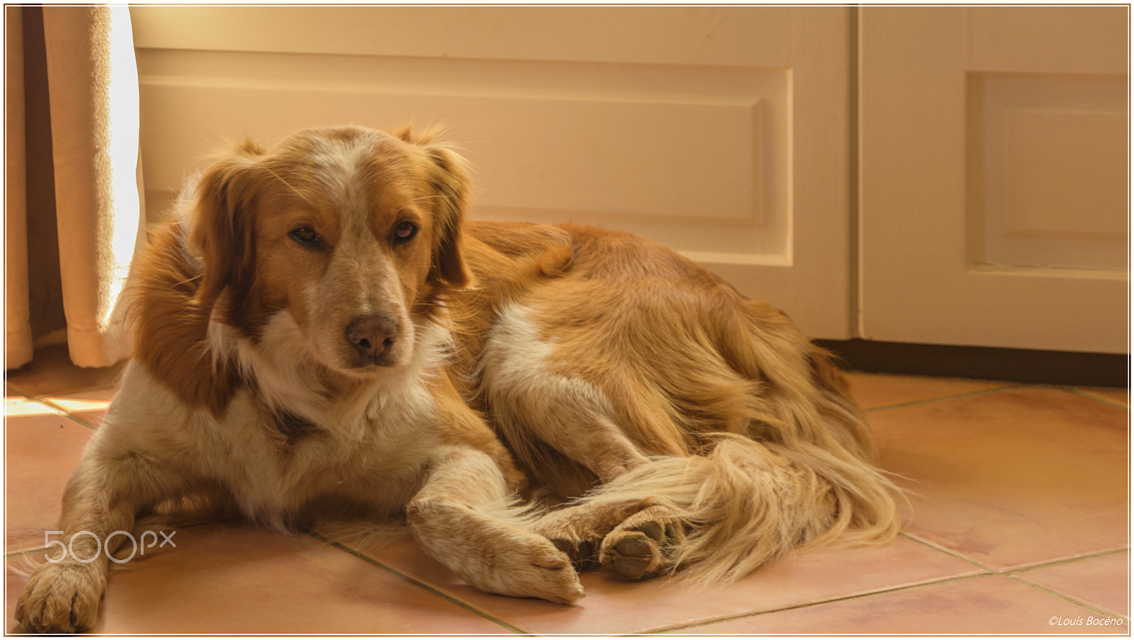 Nikon D5500 sample photo. Bilou at home photography