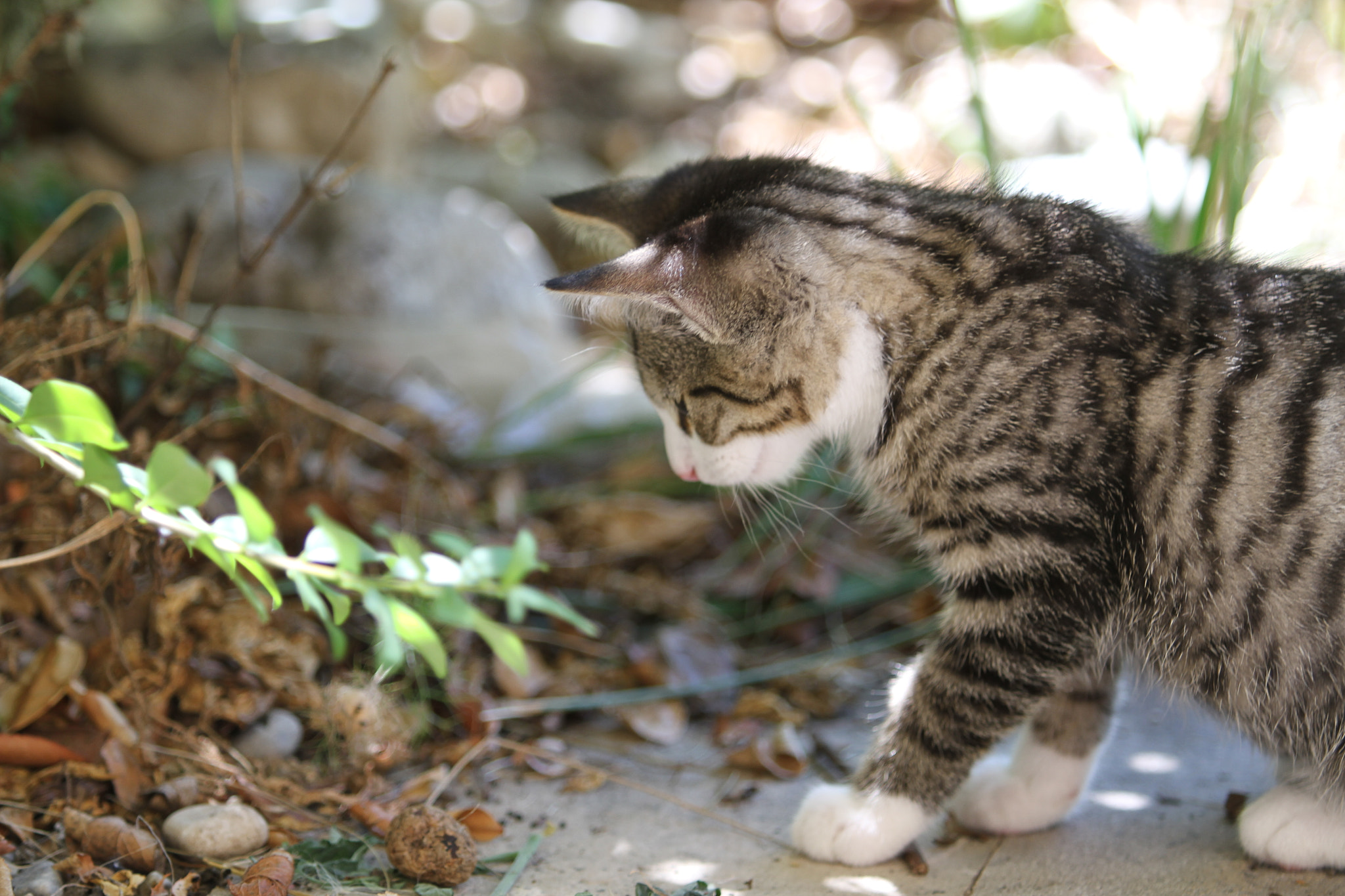 Canon EF 70-200mm F2.8L USM sample photo. Curious cat photography