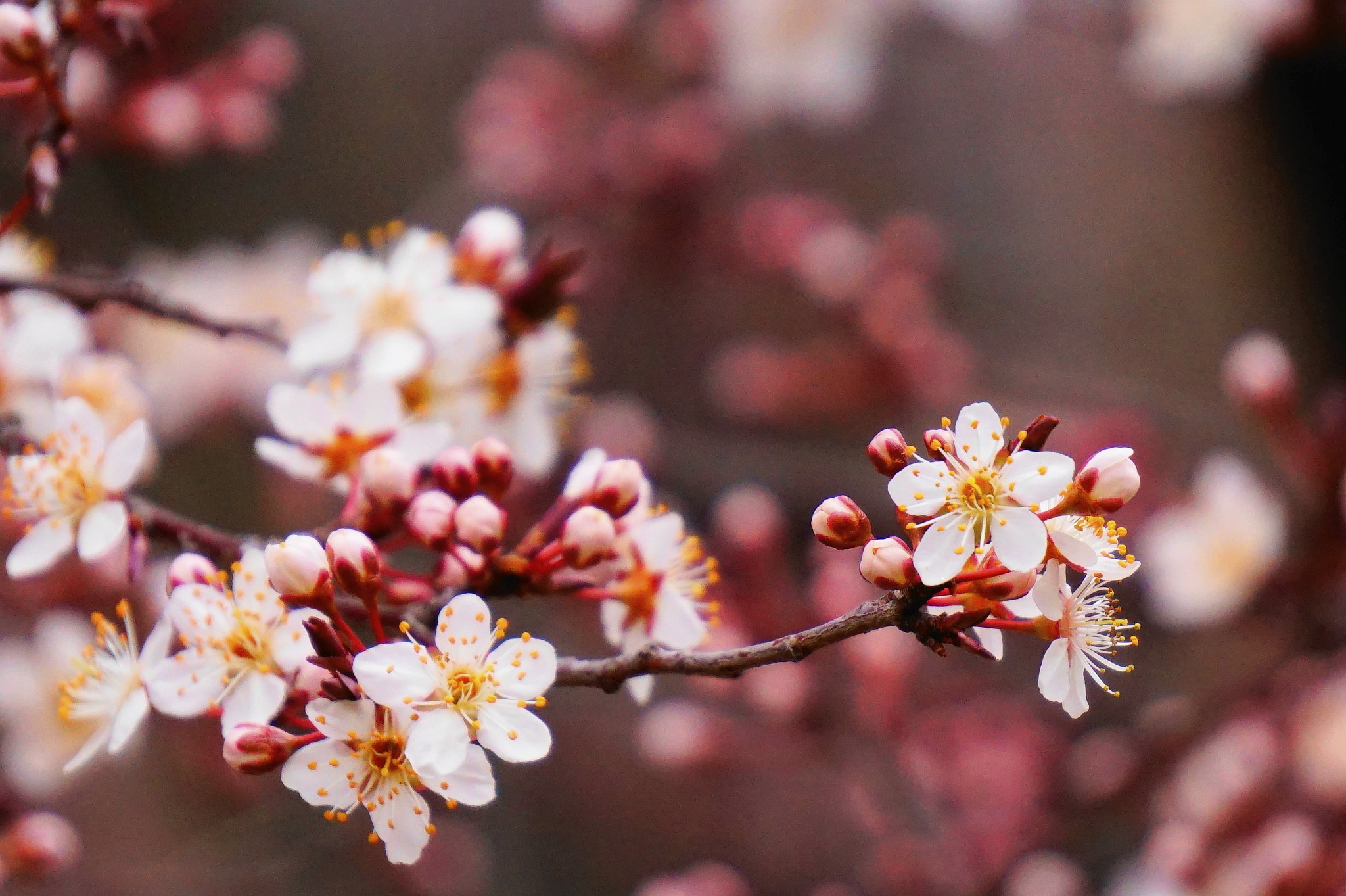 Sony Alpha a5000 (ILCE 5000) sample photo. 杏子。 photography