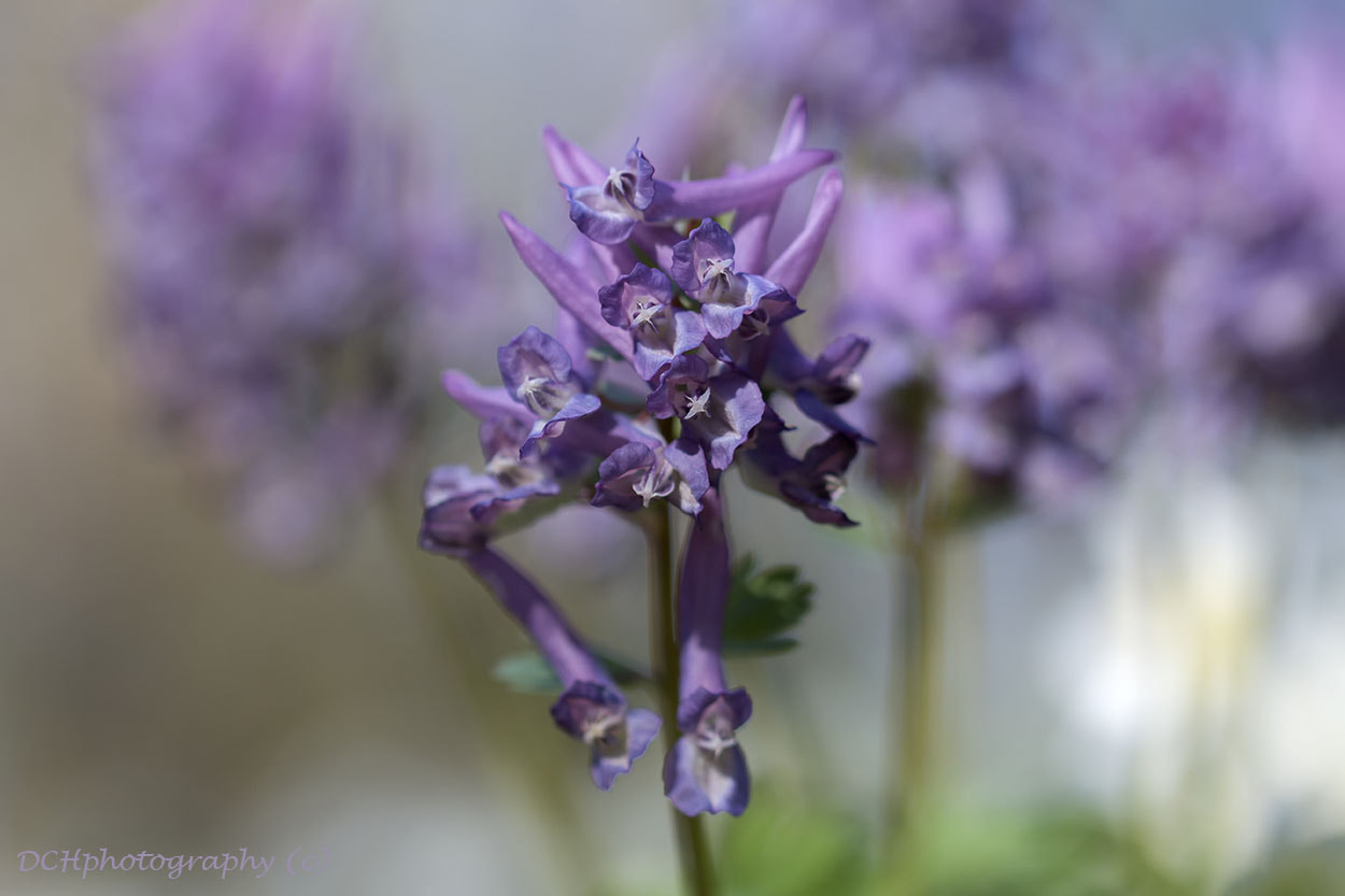 Canon EF 100mm F2.8L Macro IS USM sample photo. Purple rain photography