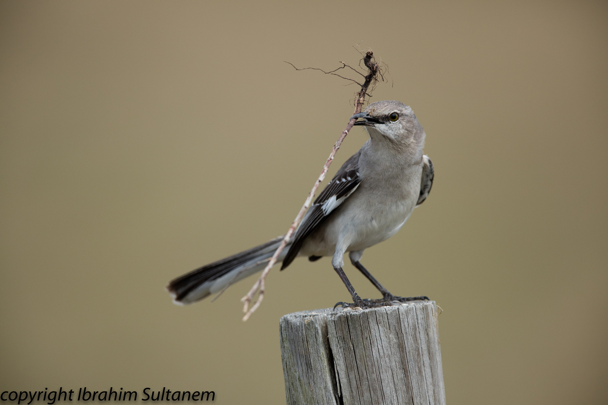 Canon EOS 5DS + Canon EF 600mm F4L IS II USM sample photo. Moqueur photography