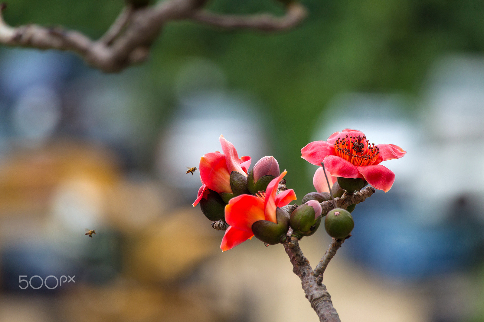 Canon EF 100-400mm F4.5-5.6L IS USM sample photo. Bee and flowers photography
