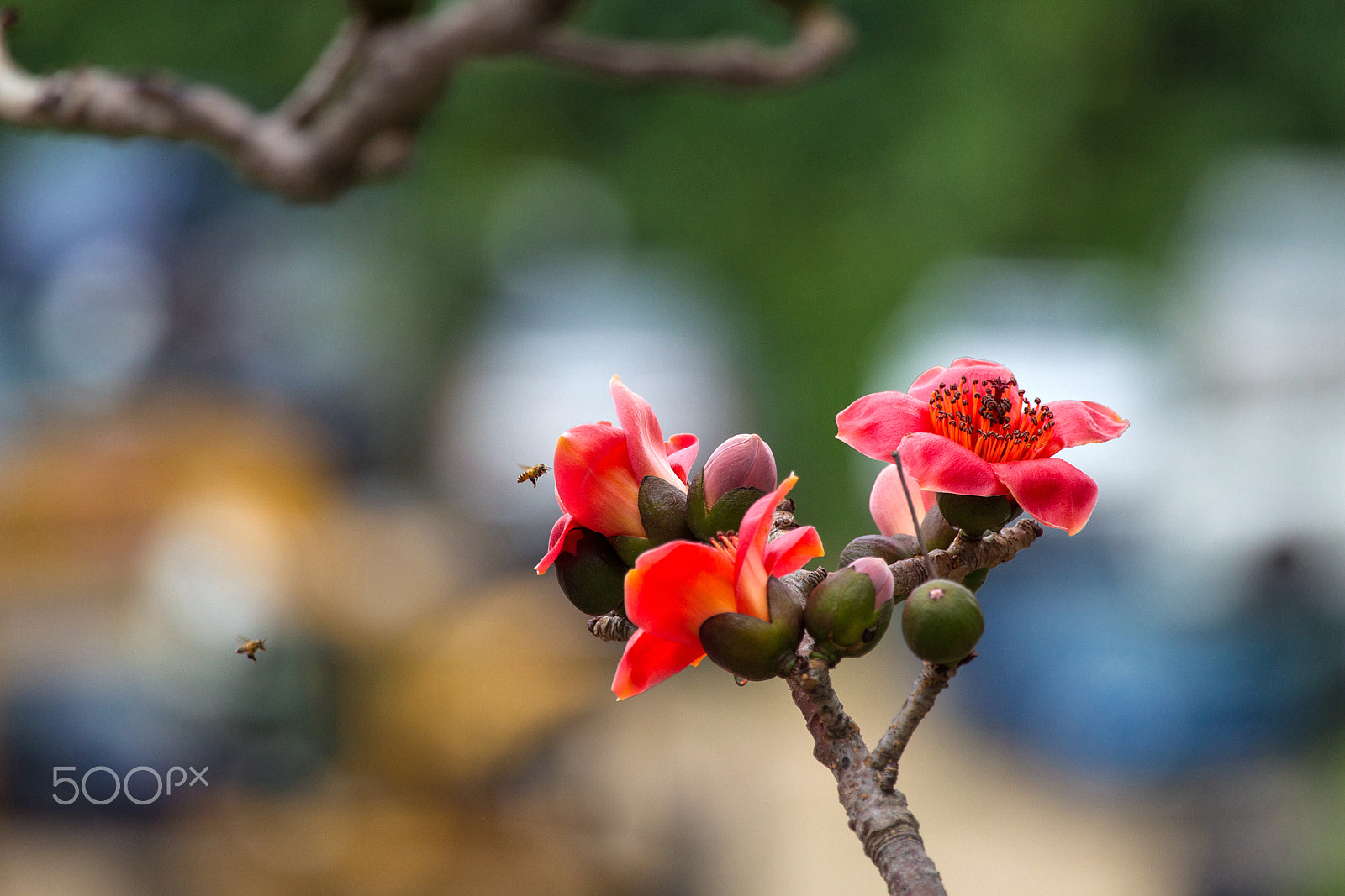 Canon EOS-1D Mark IV sample photo. Bee and flowers photography