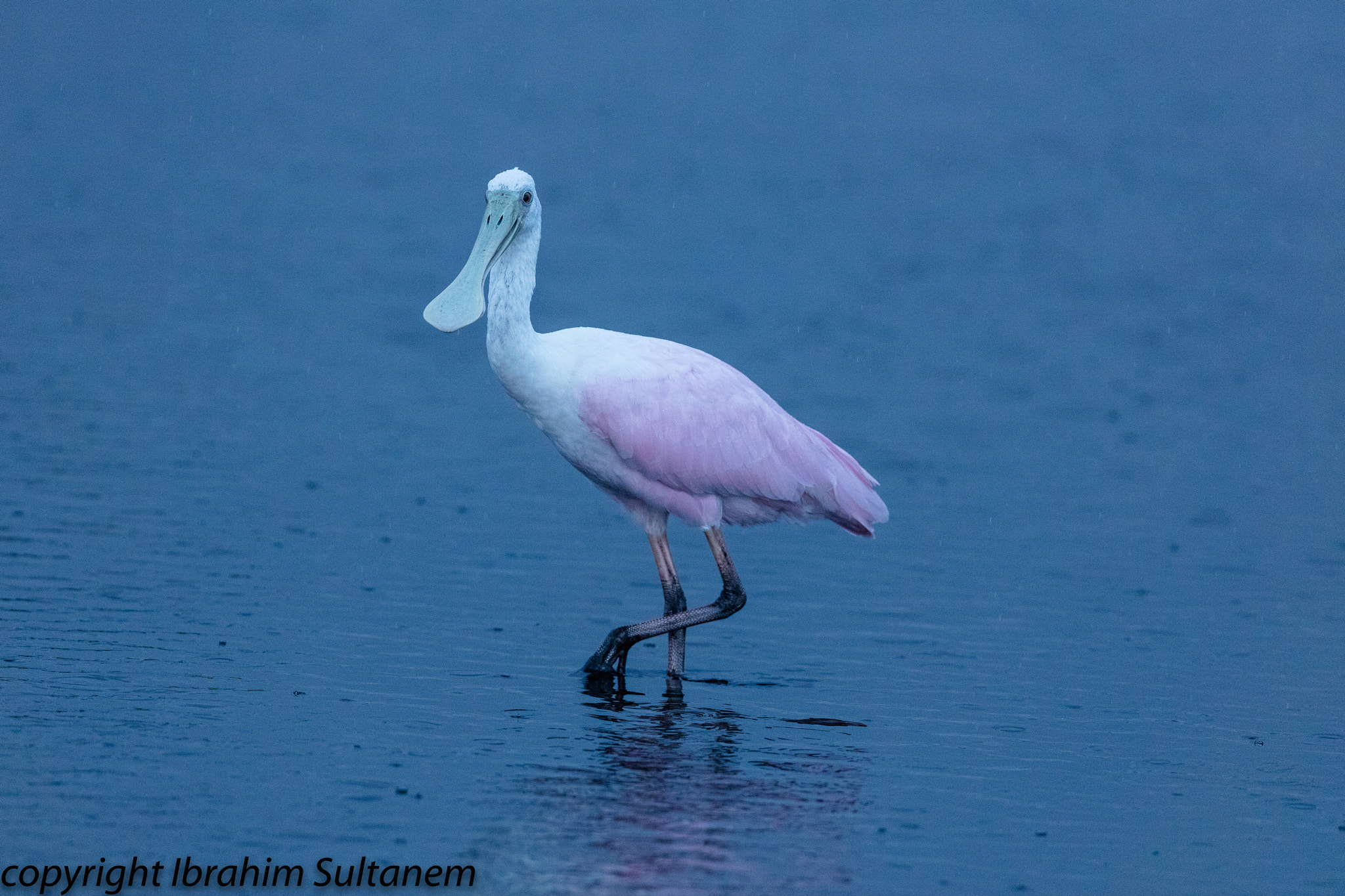 Canon EOS 5DS sample photo. Roseate spoonbill photography